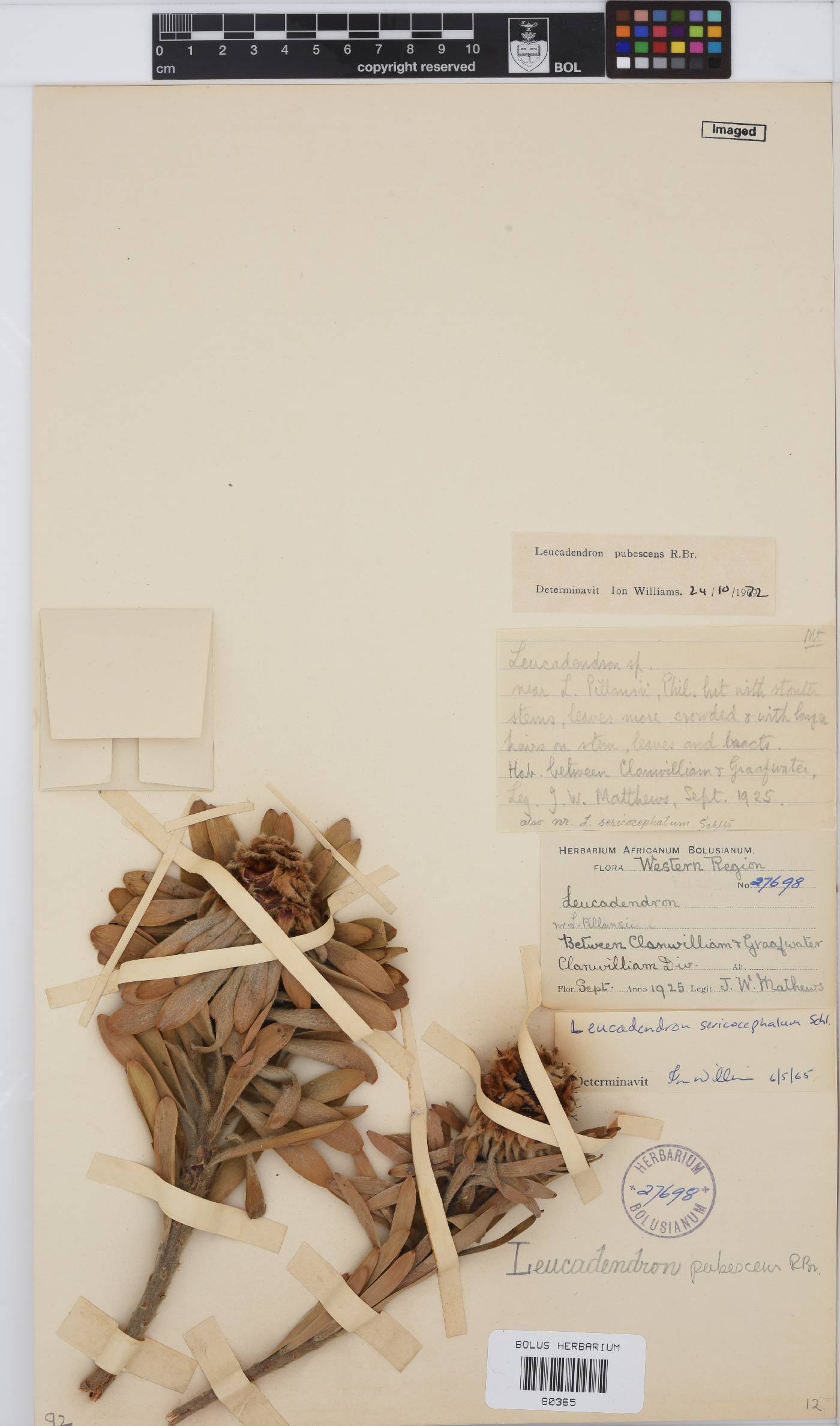 Leucadendron pubescens image