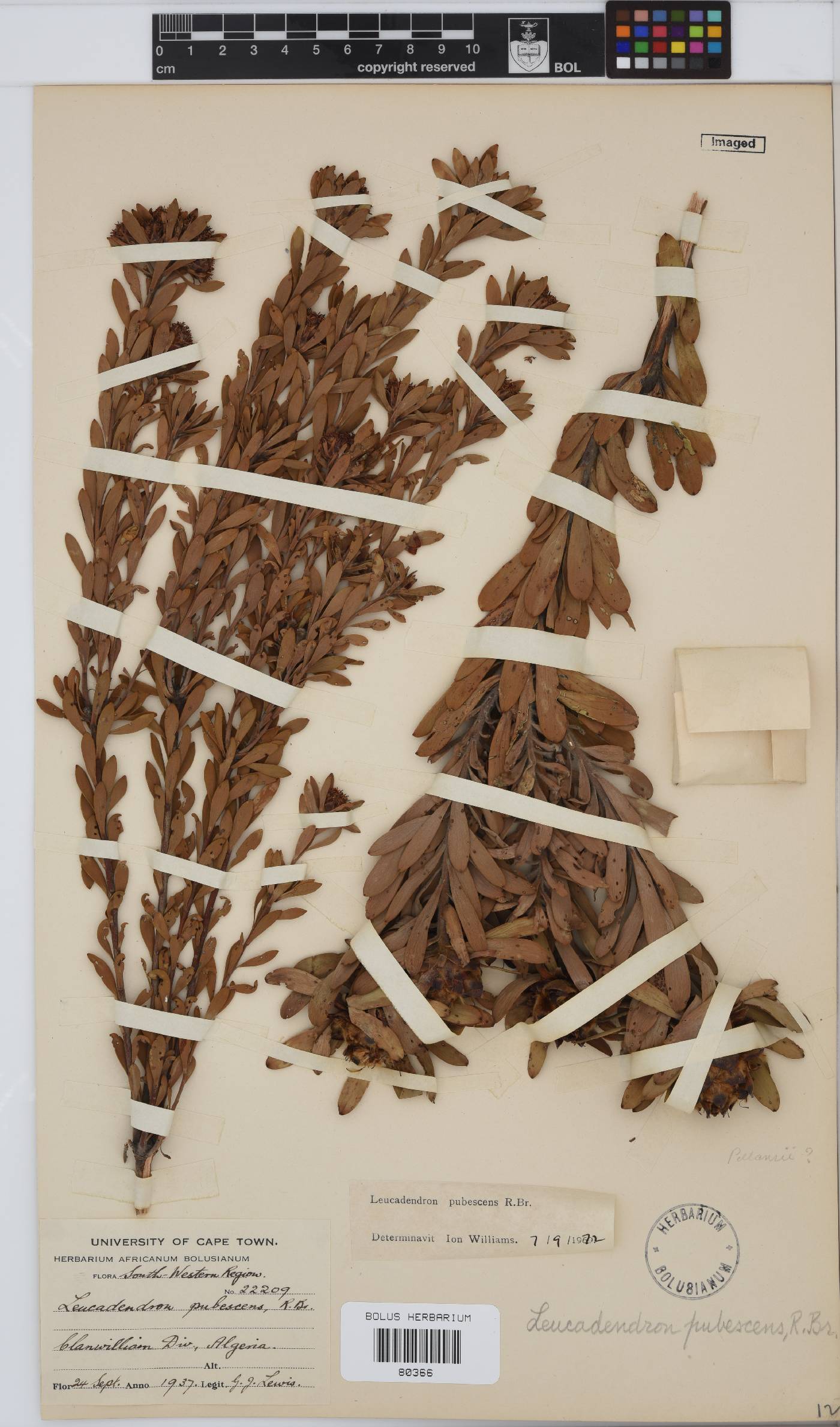 Leucadendron pubescens image