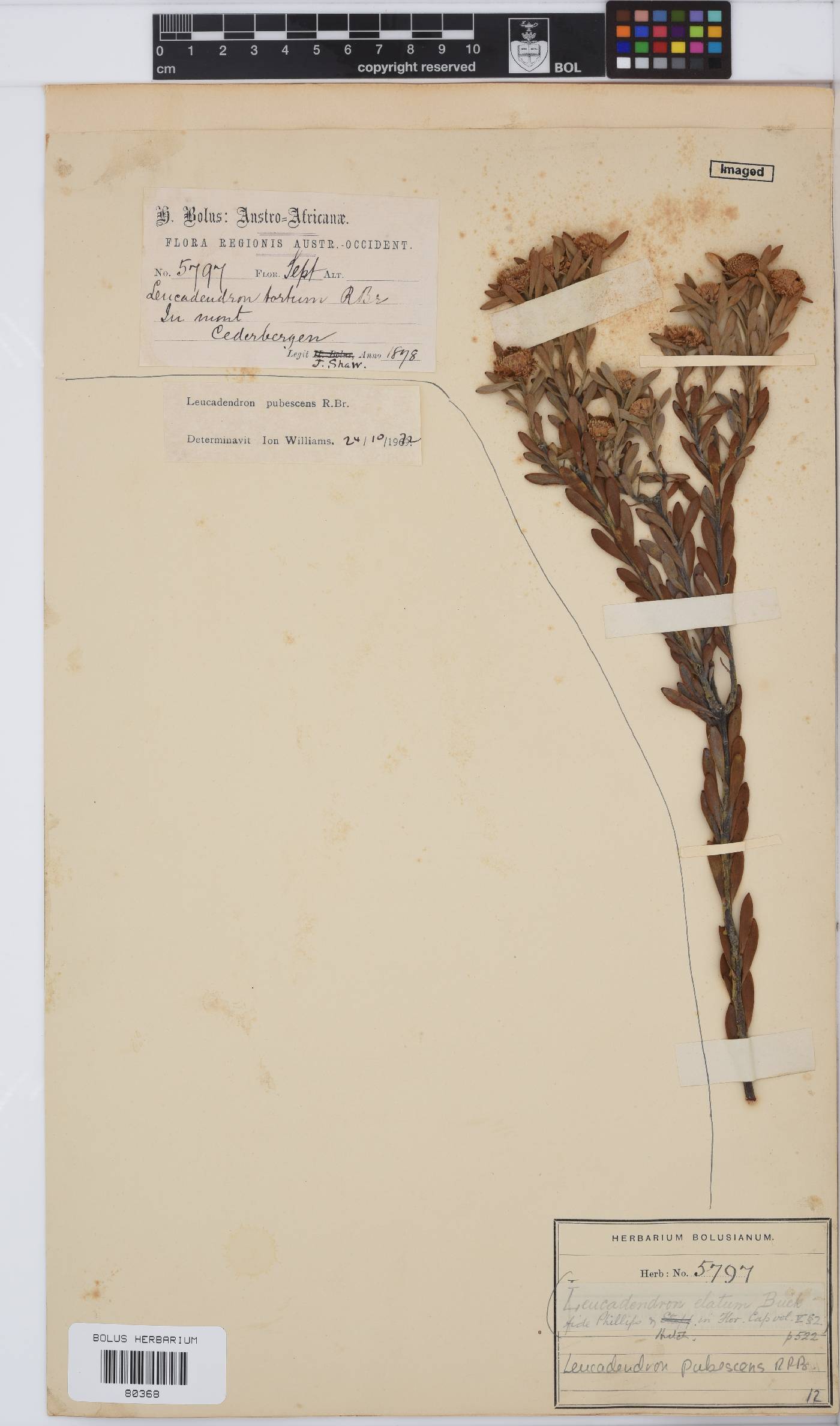 Leucadendron pubescens image
