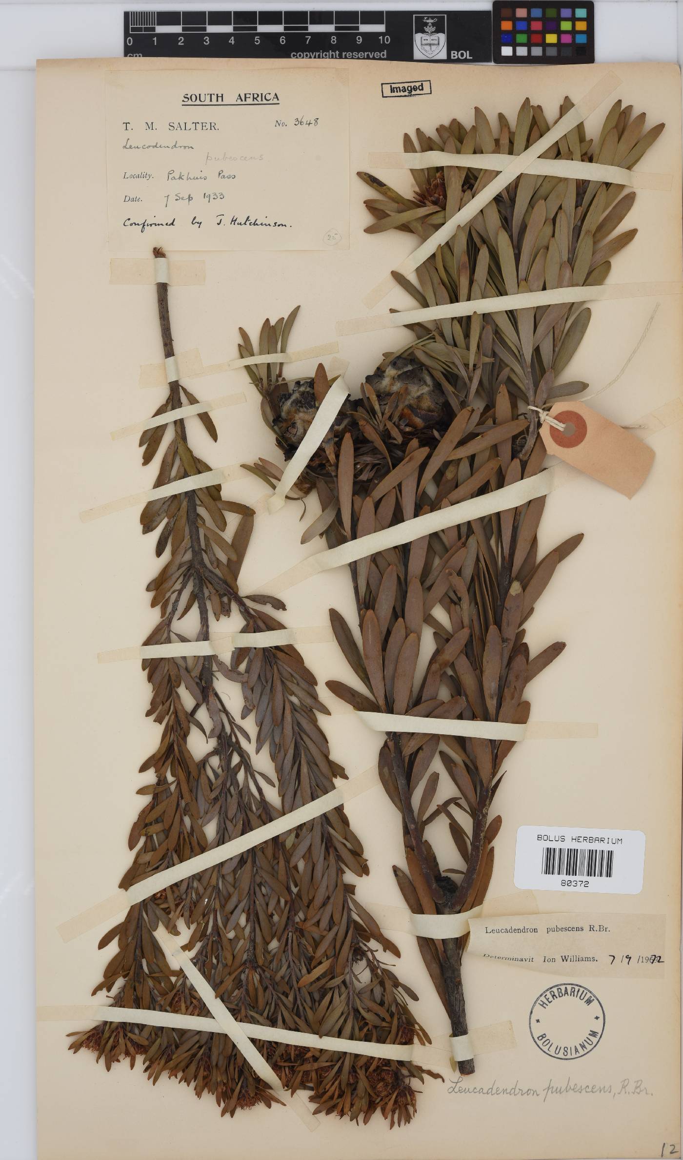 Leucadendron pubescens image