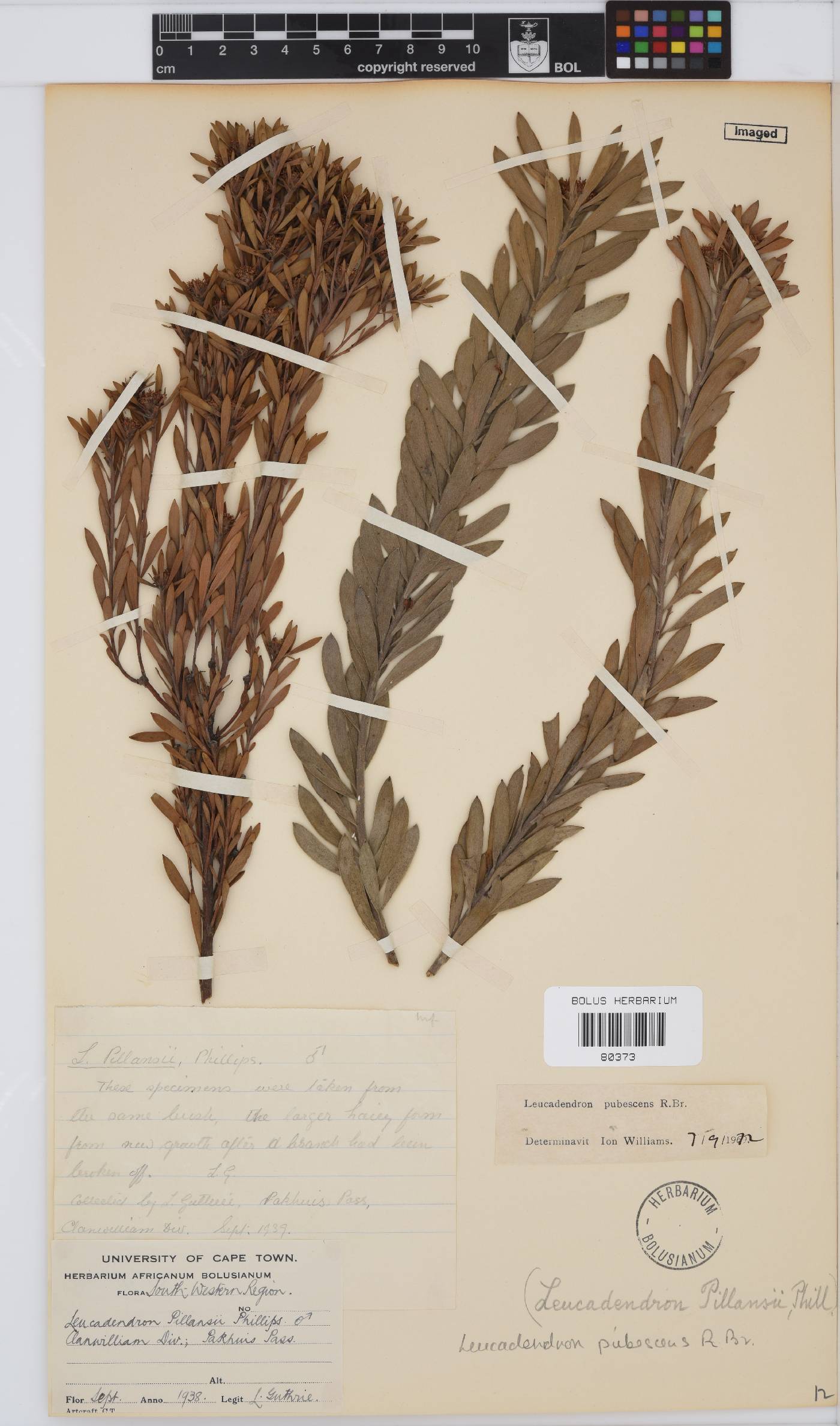 Leucadendron pubescens image