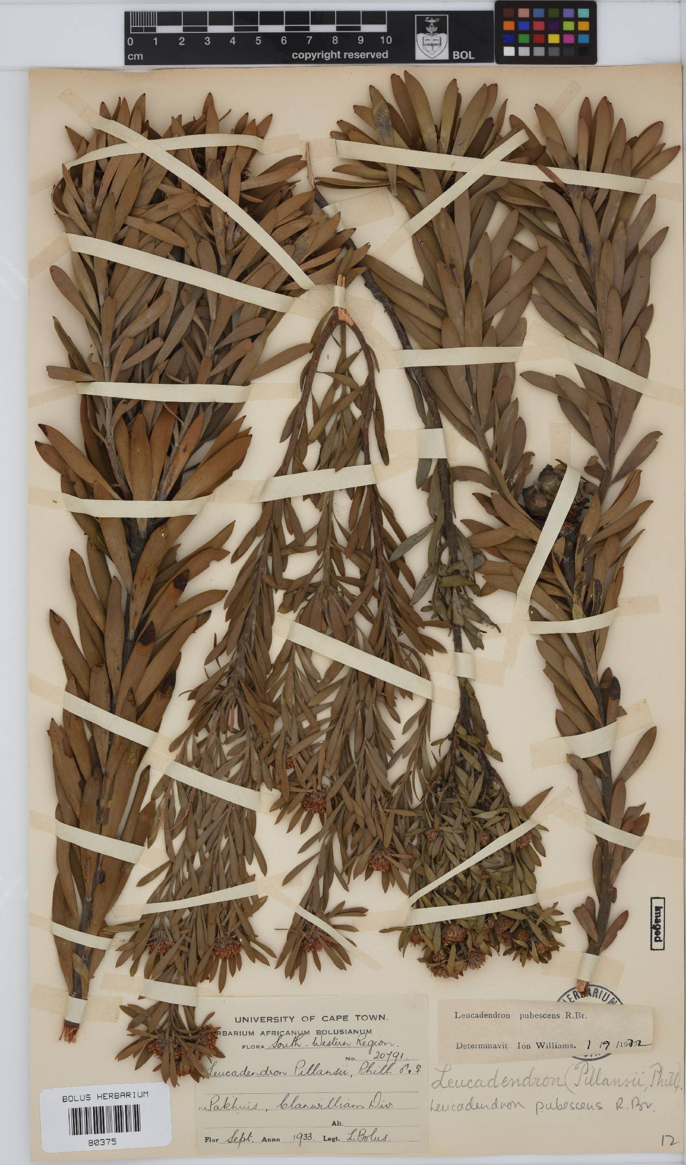 Leucadendron pubescens image