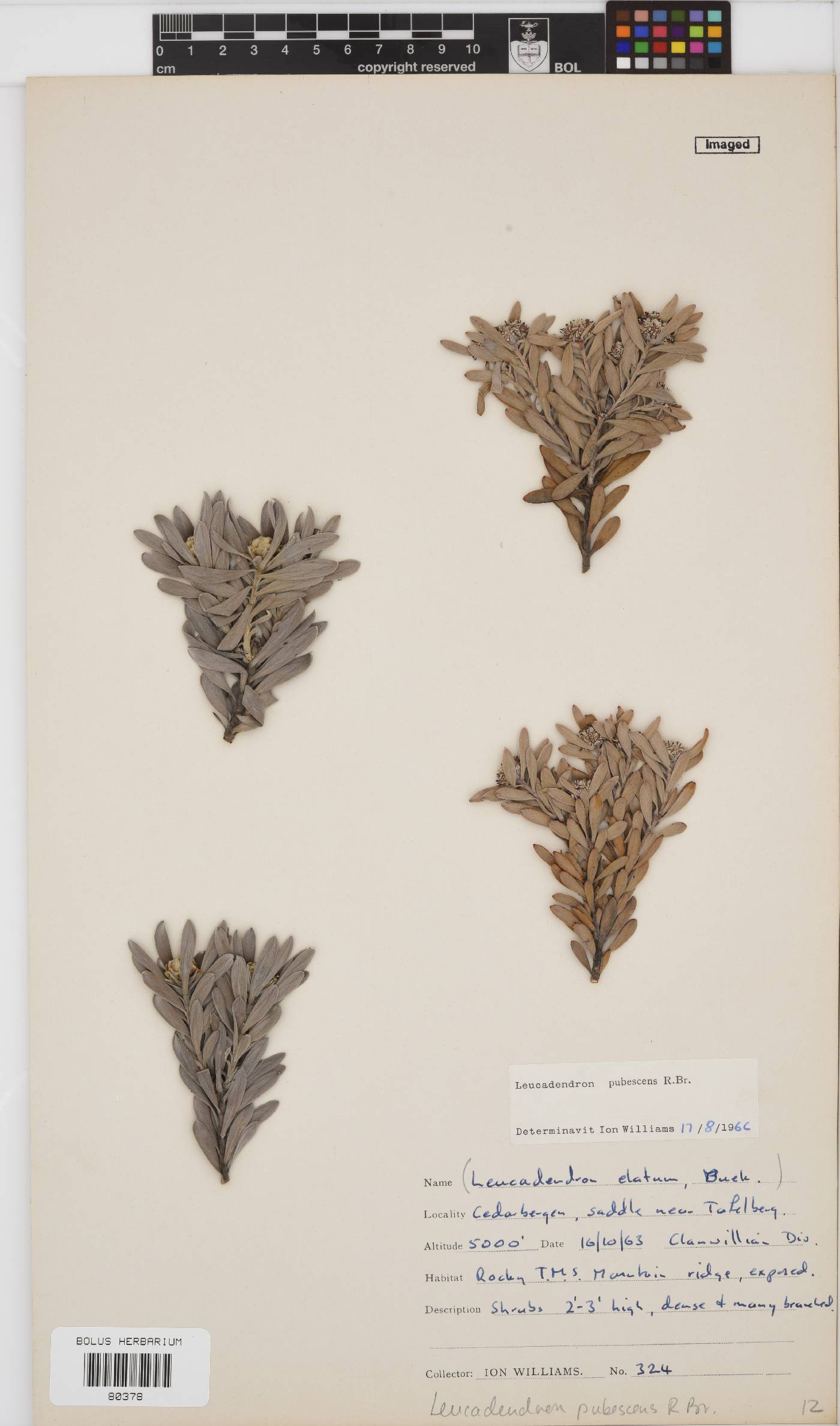 Leucadendron pubescens image