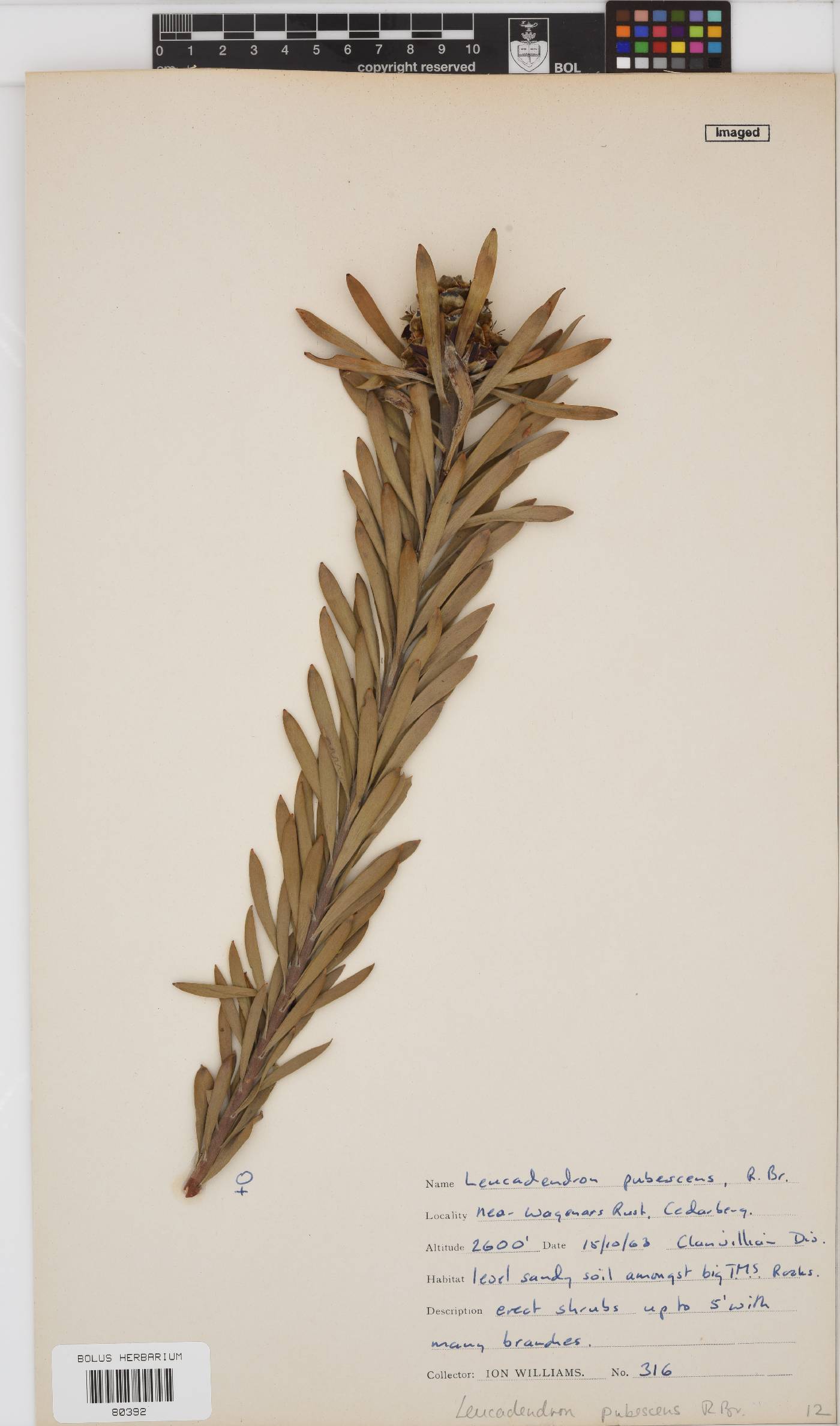 Leucadendron pubescens image