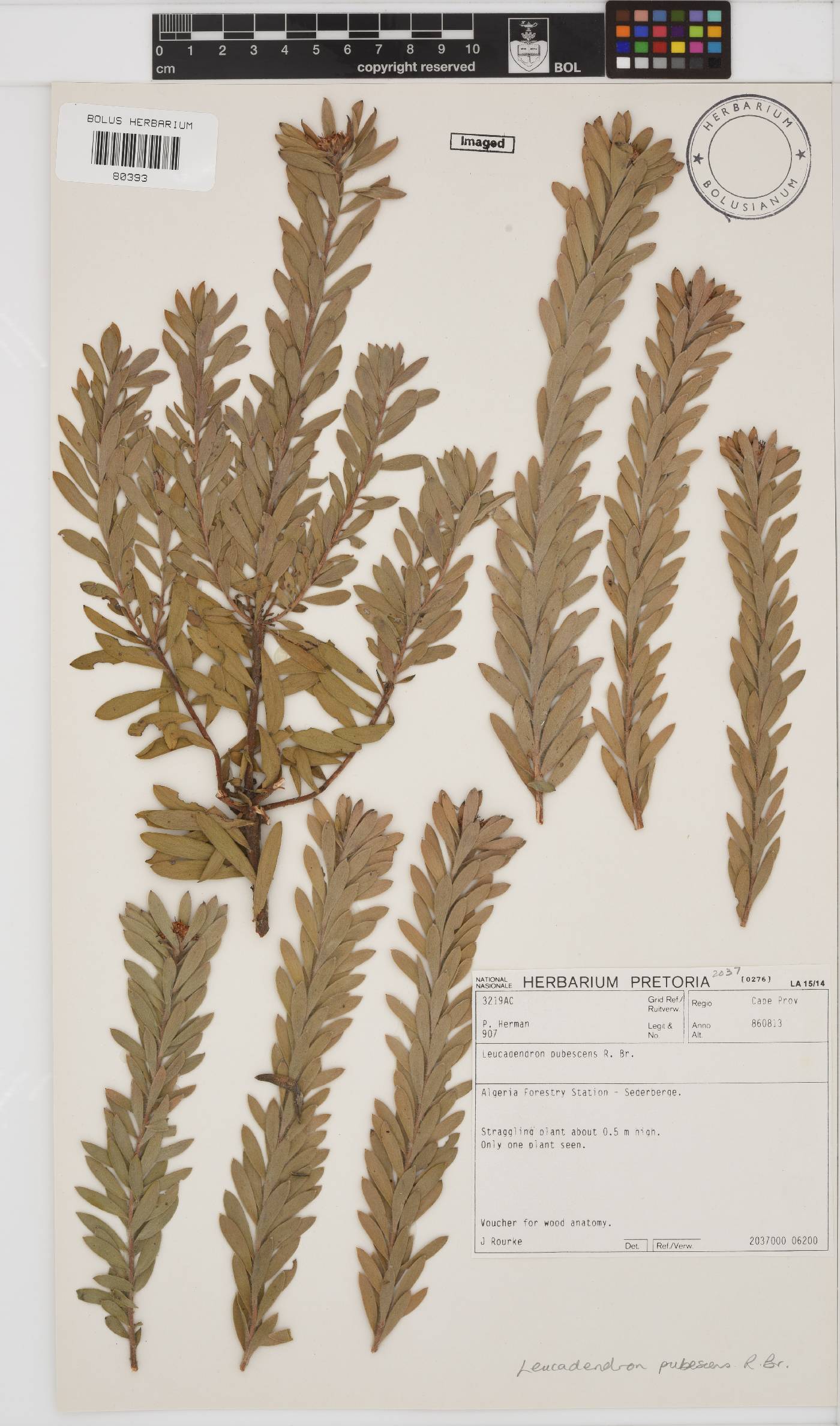 Leucadendron pubescens image