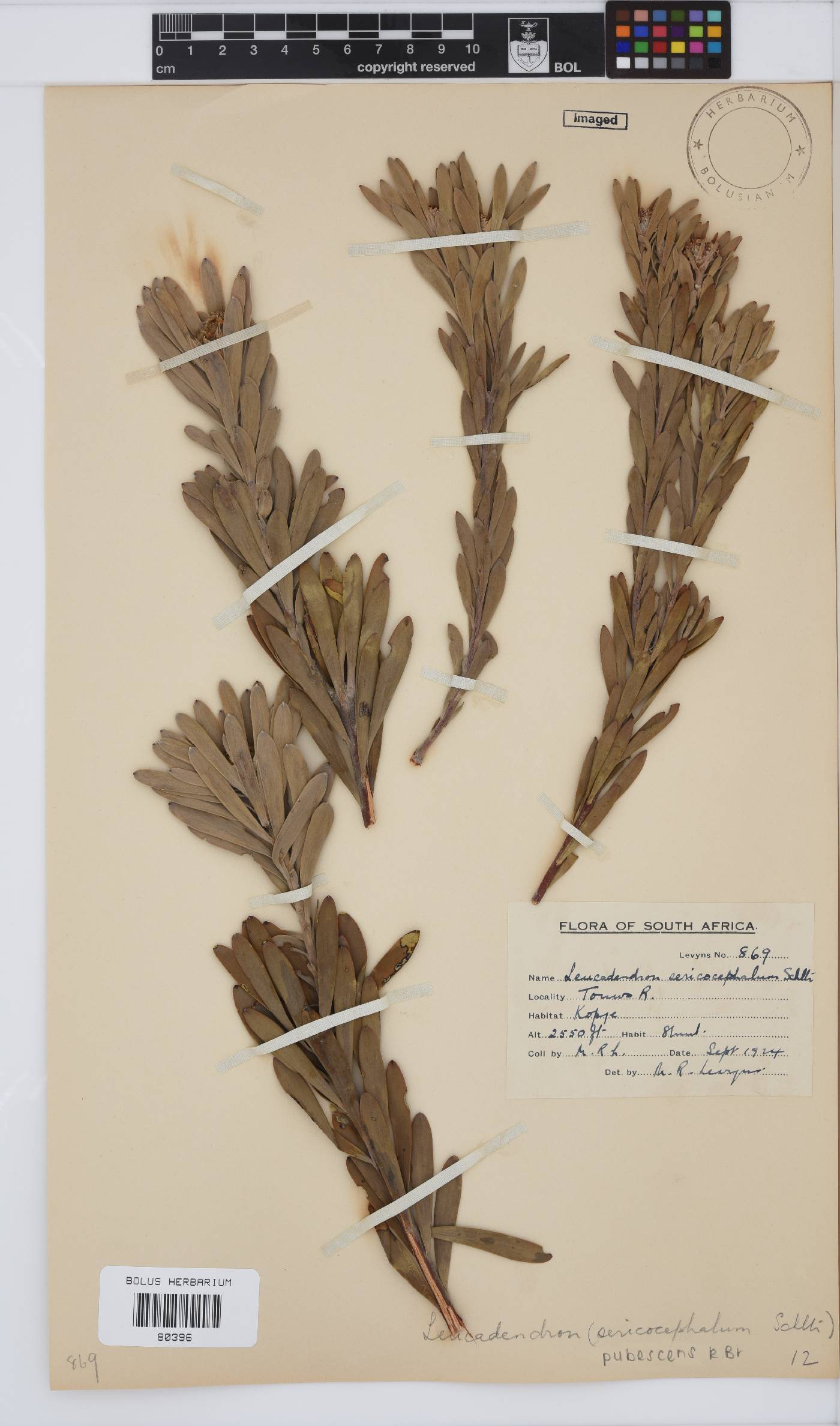 Leucadendron pubescens image