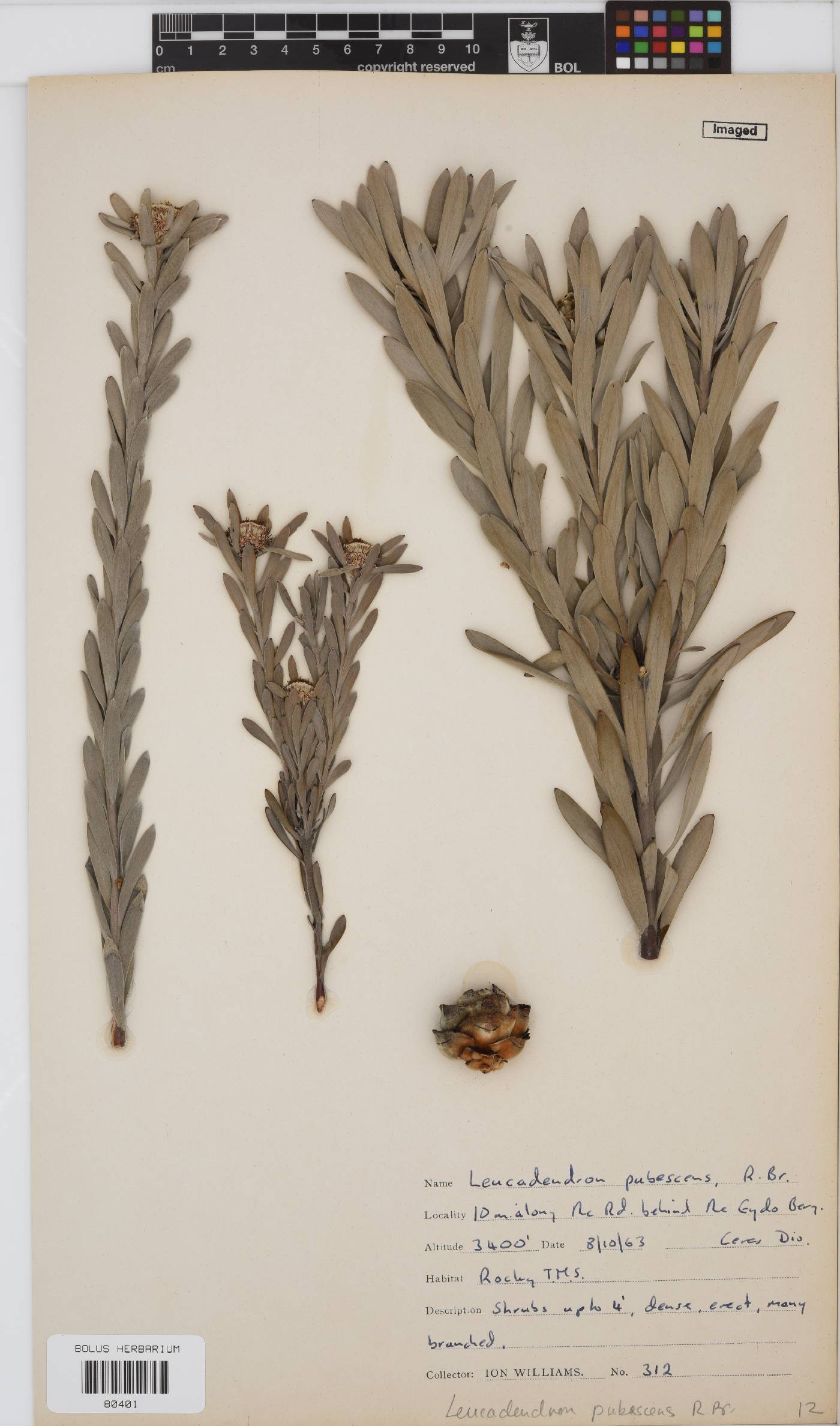 Leucadendron pubescens image