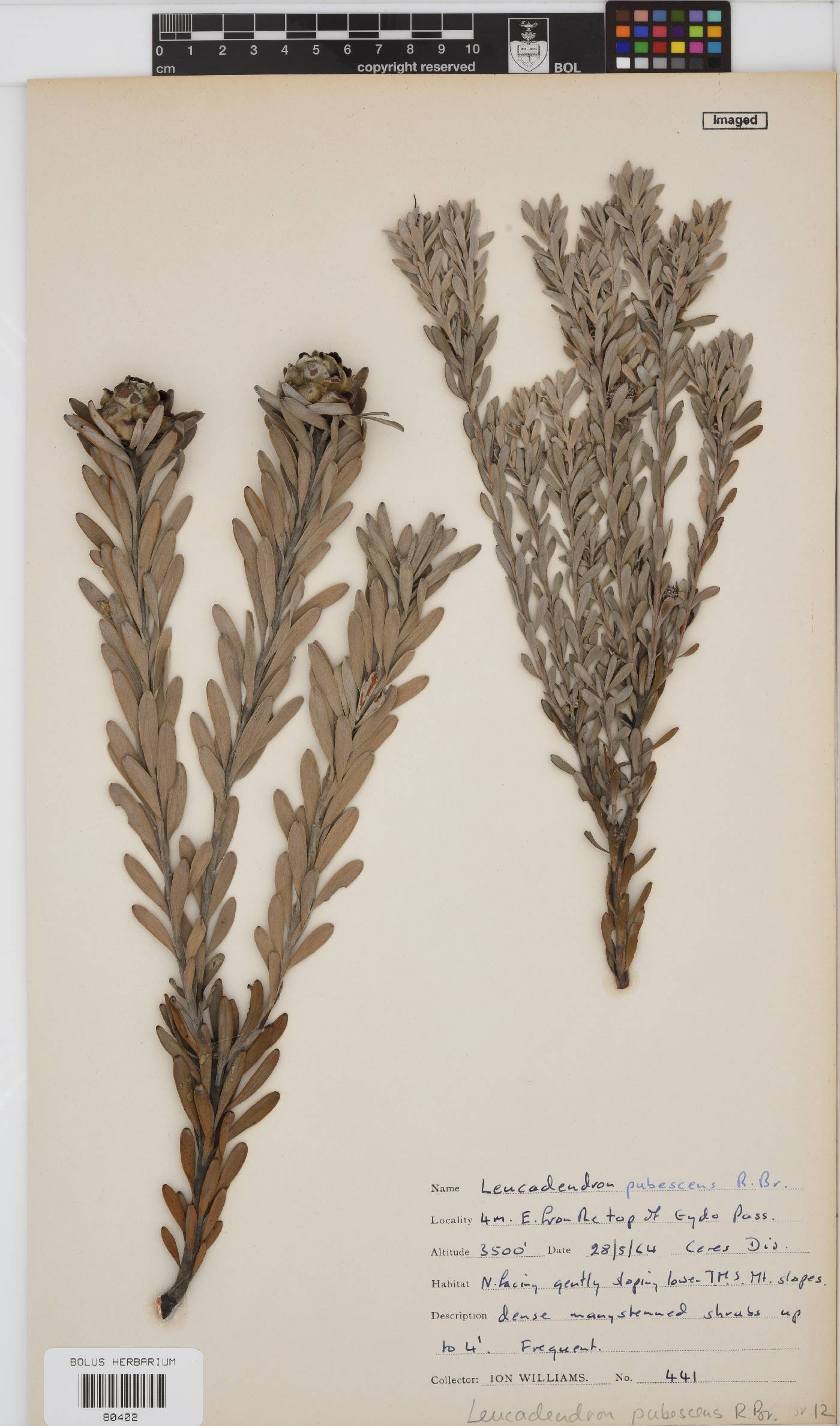 Leucadendron pubescens image