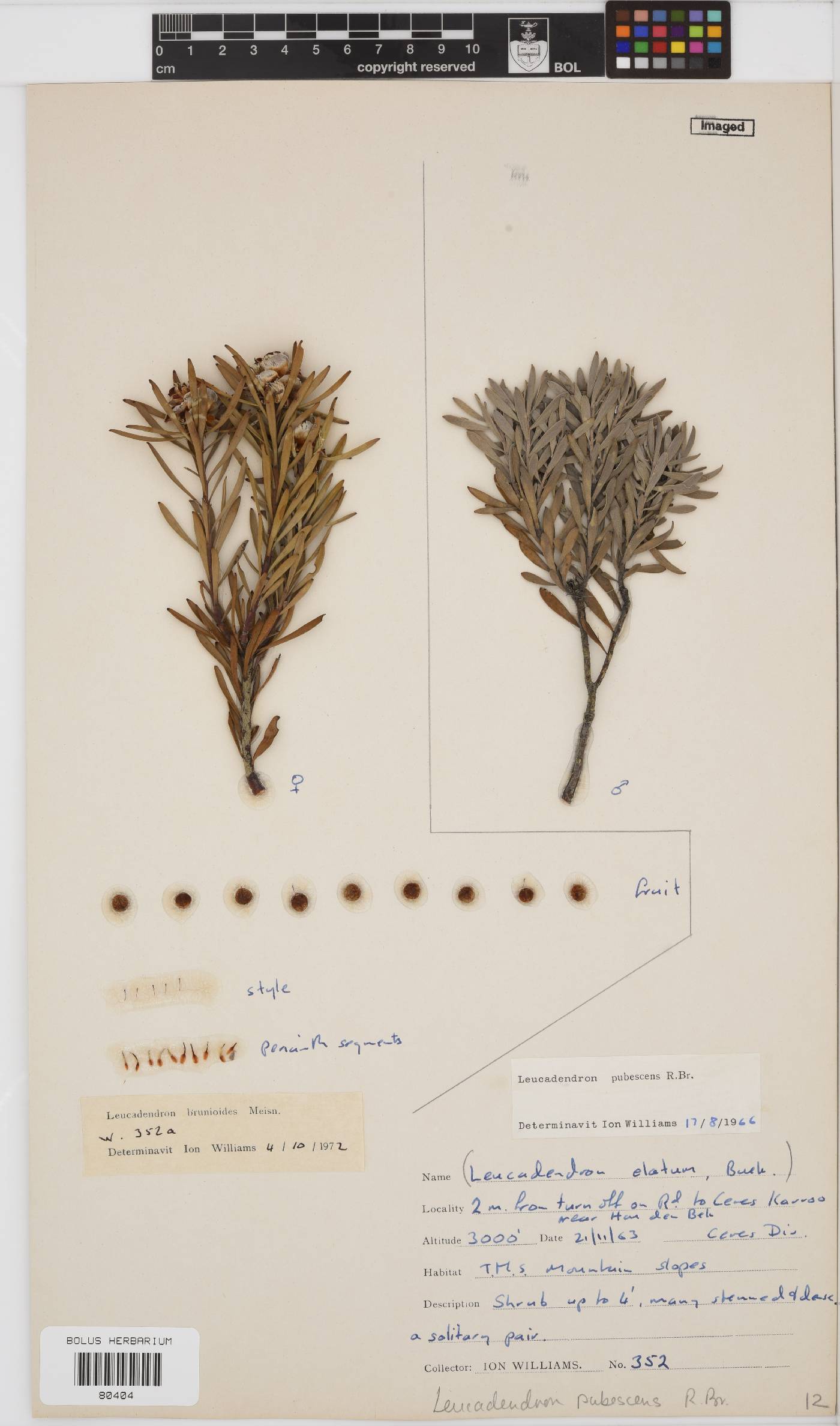 Leucadendron pubescens image