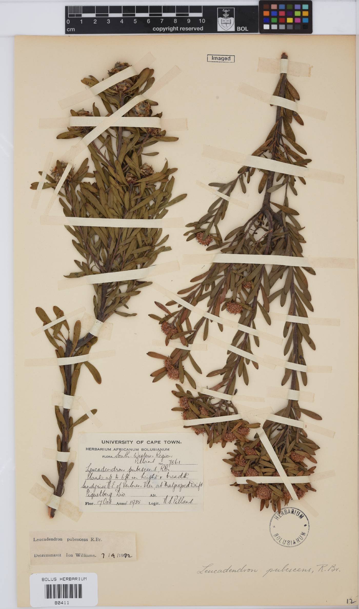 Leucadendron pubescens image