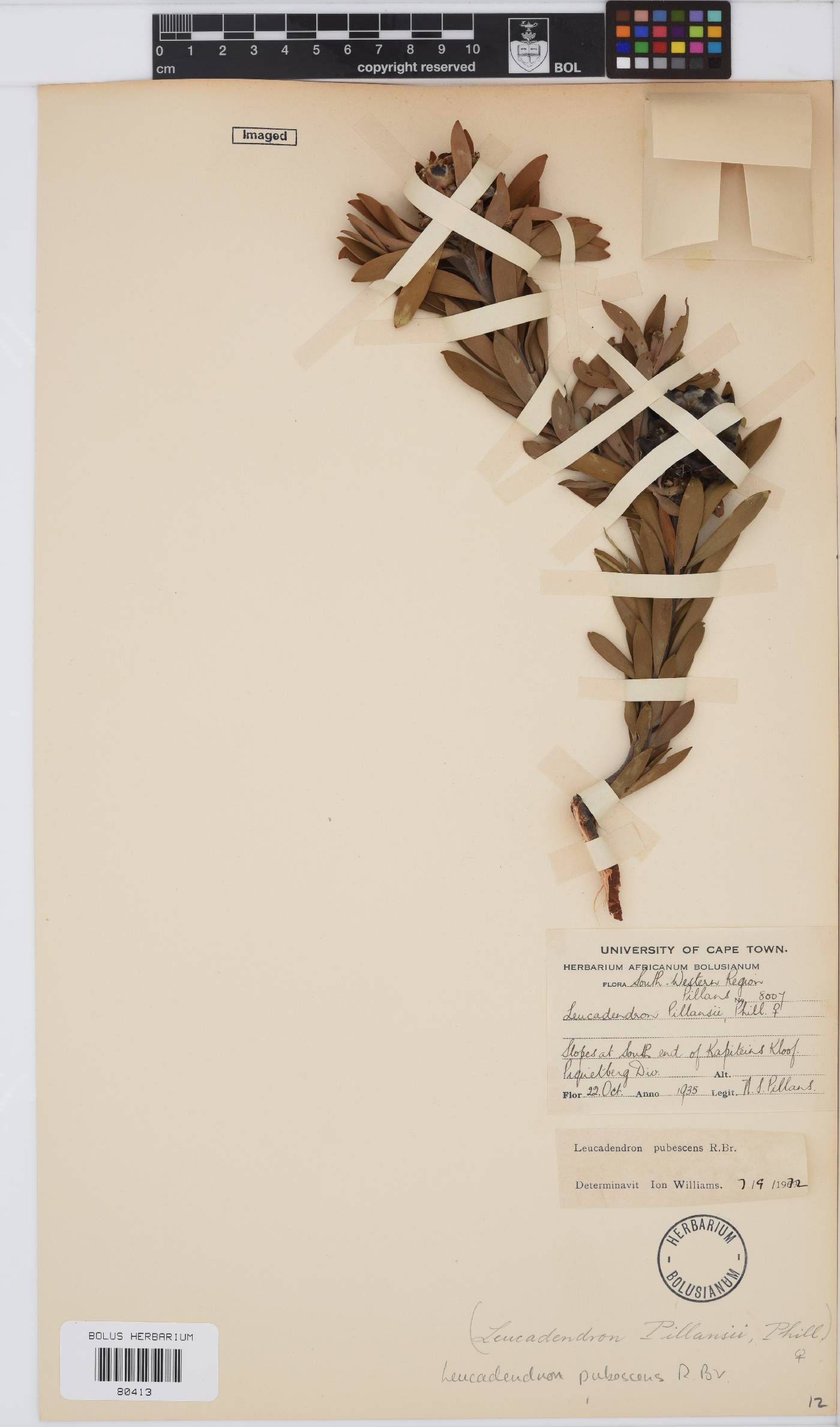 Leucadendron pubescens image