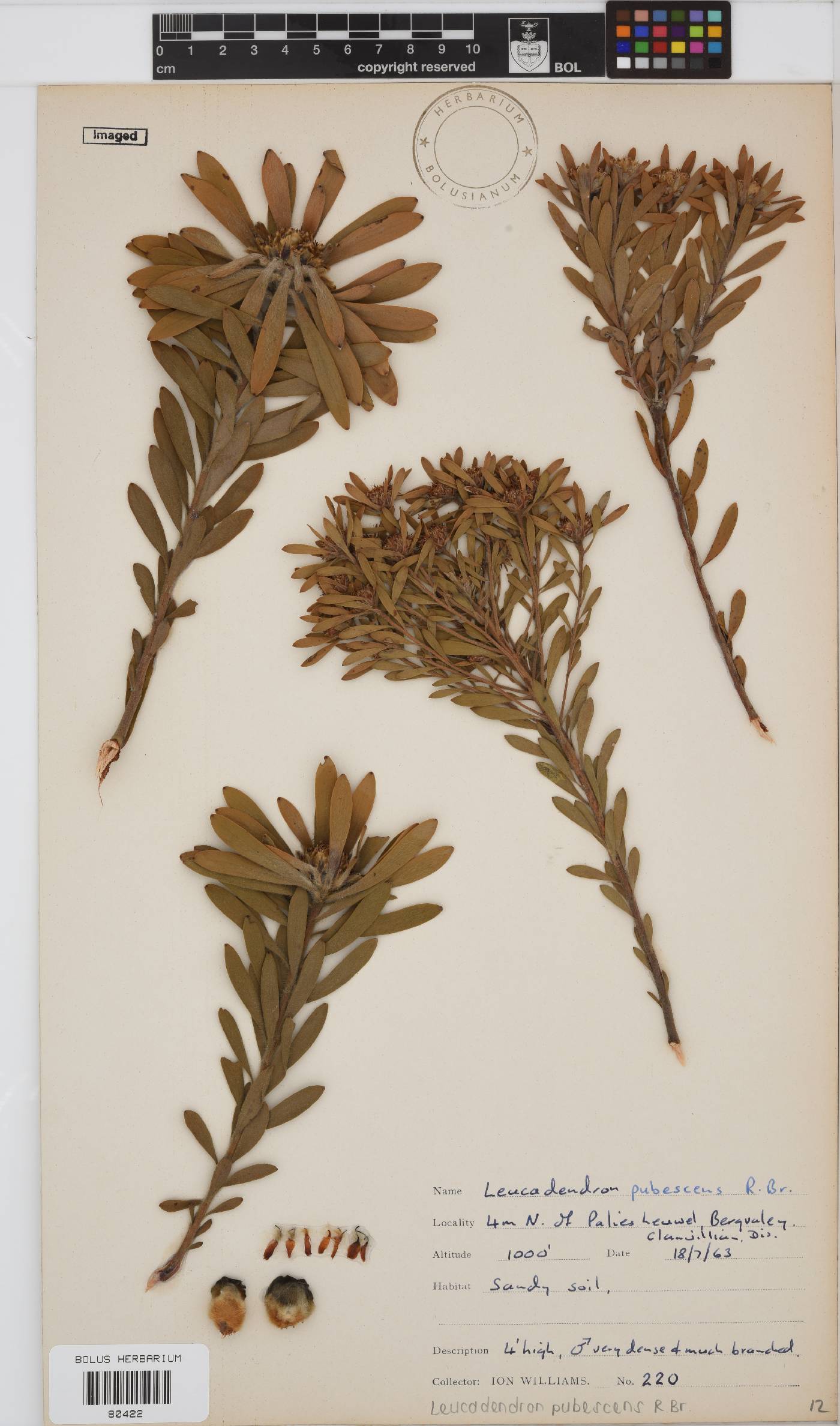 Leucadendron pubescens image