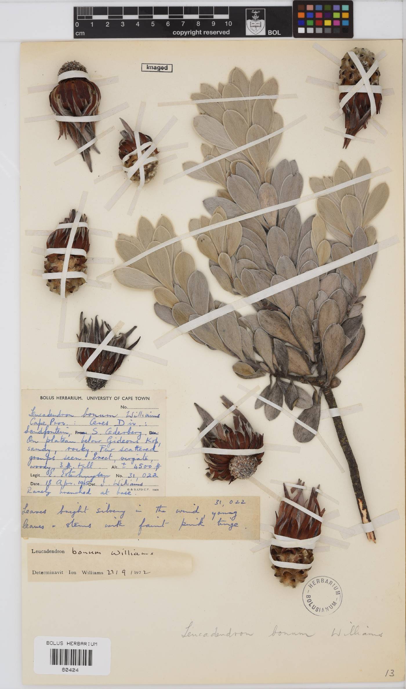 Leucadendron bonum image