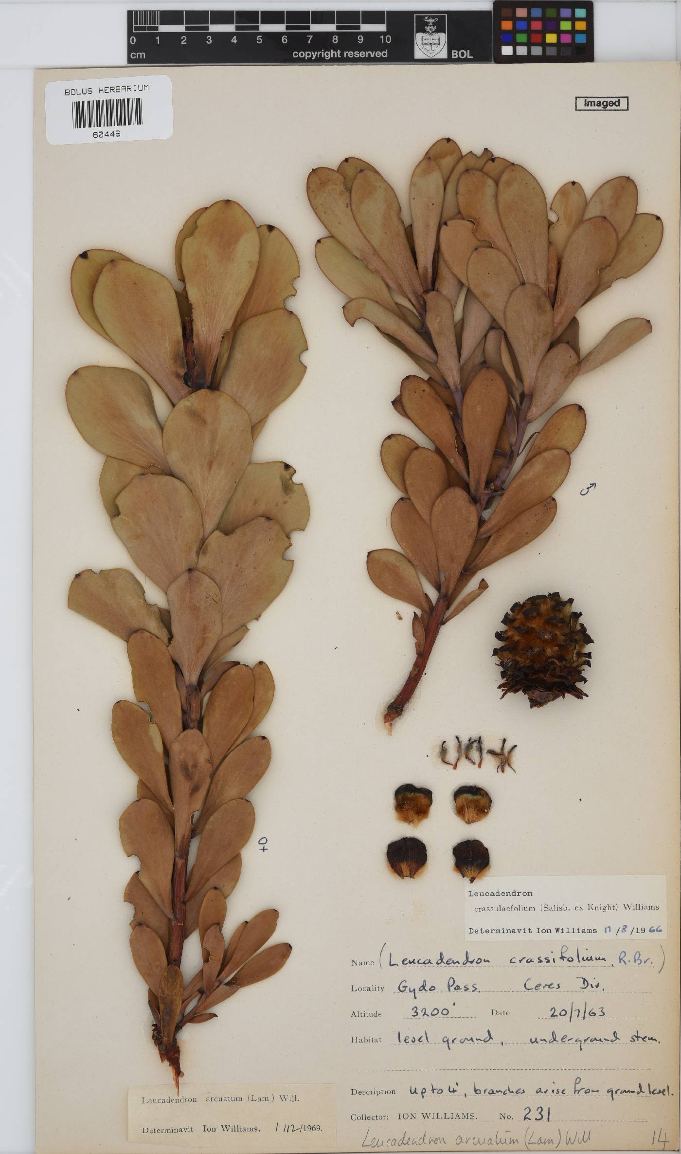 Leucadendron arcuatum image