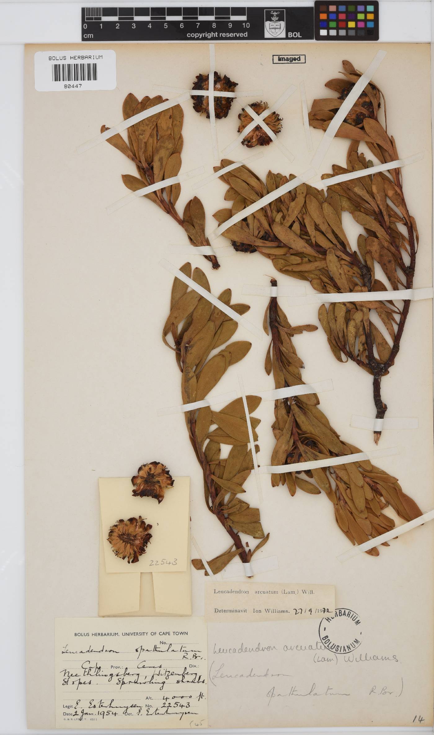 Leucadendron arcuatum image