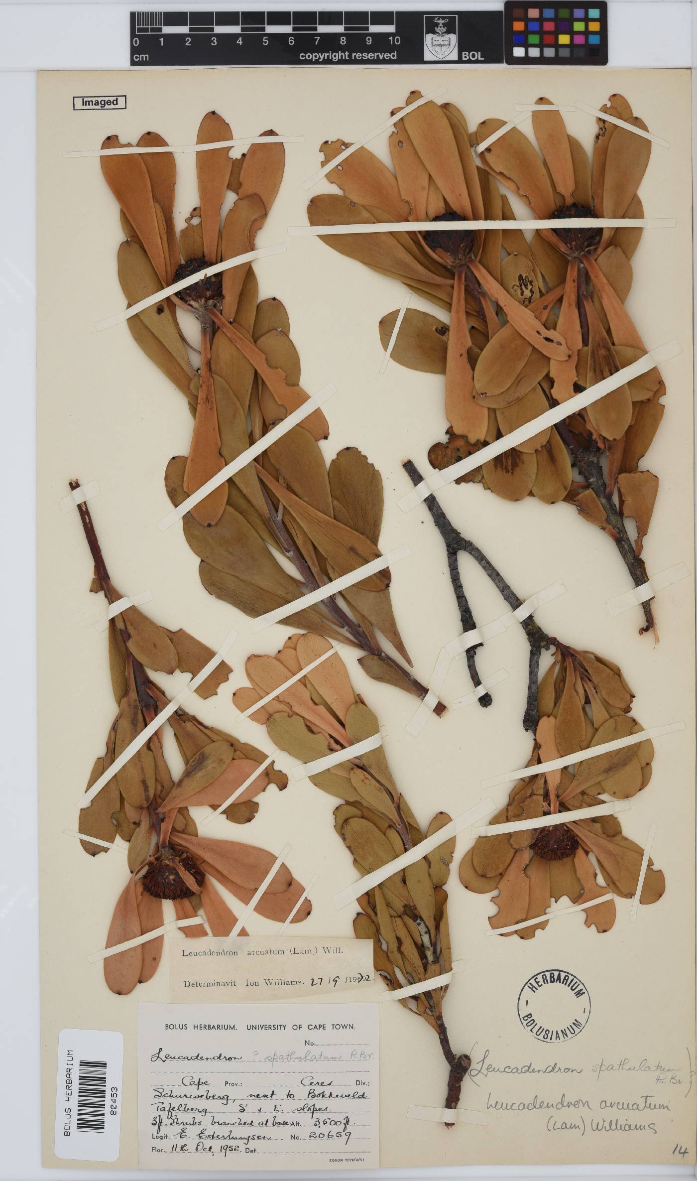 Leucadendron arcuatum image