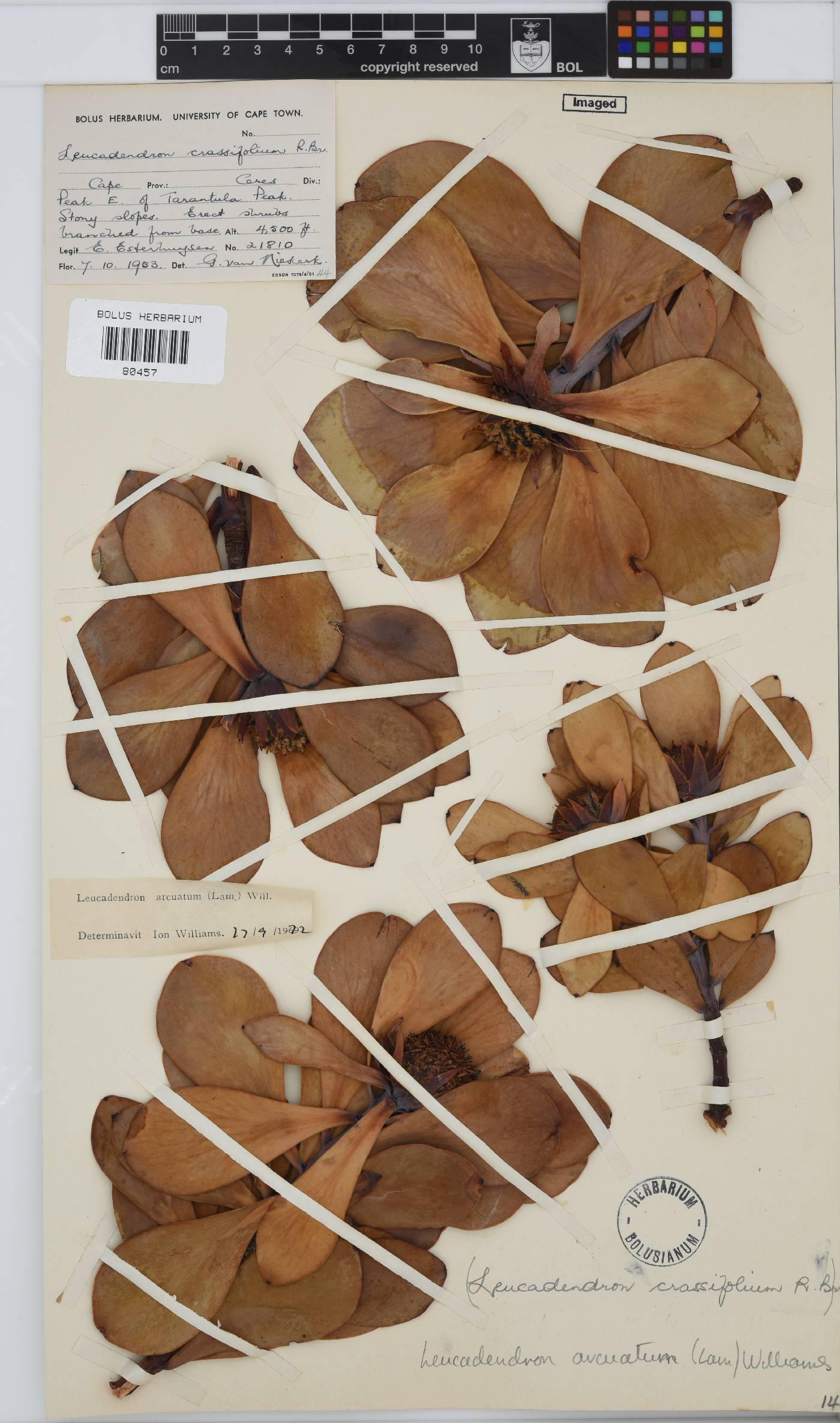 Leucadendron arcuatum image