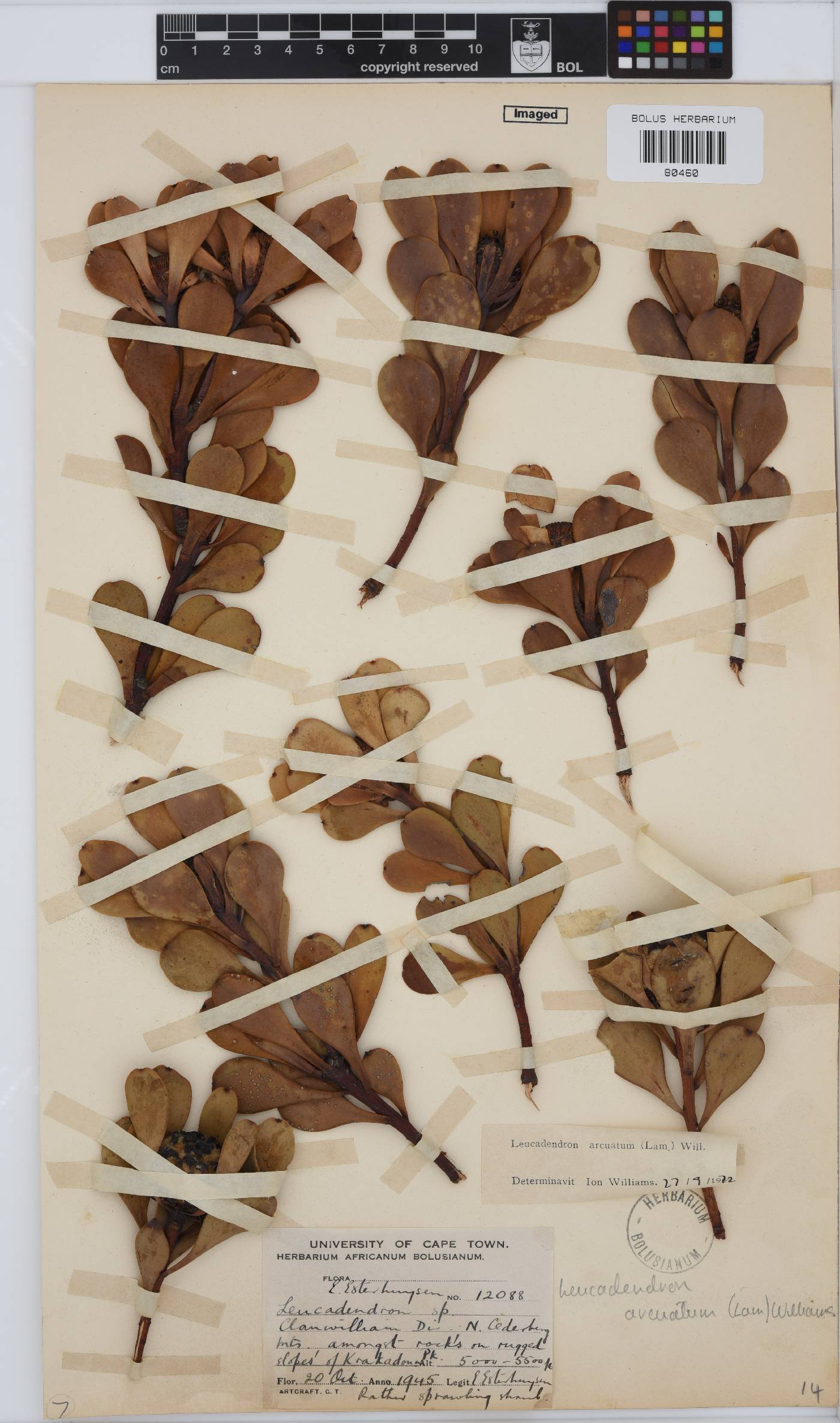 Leucadendron arcuatum image