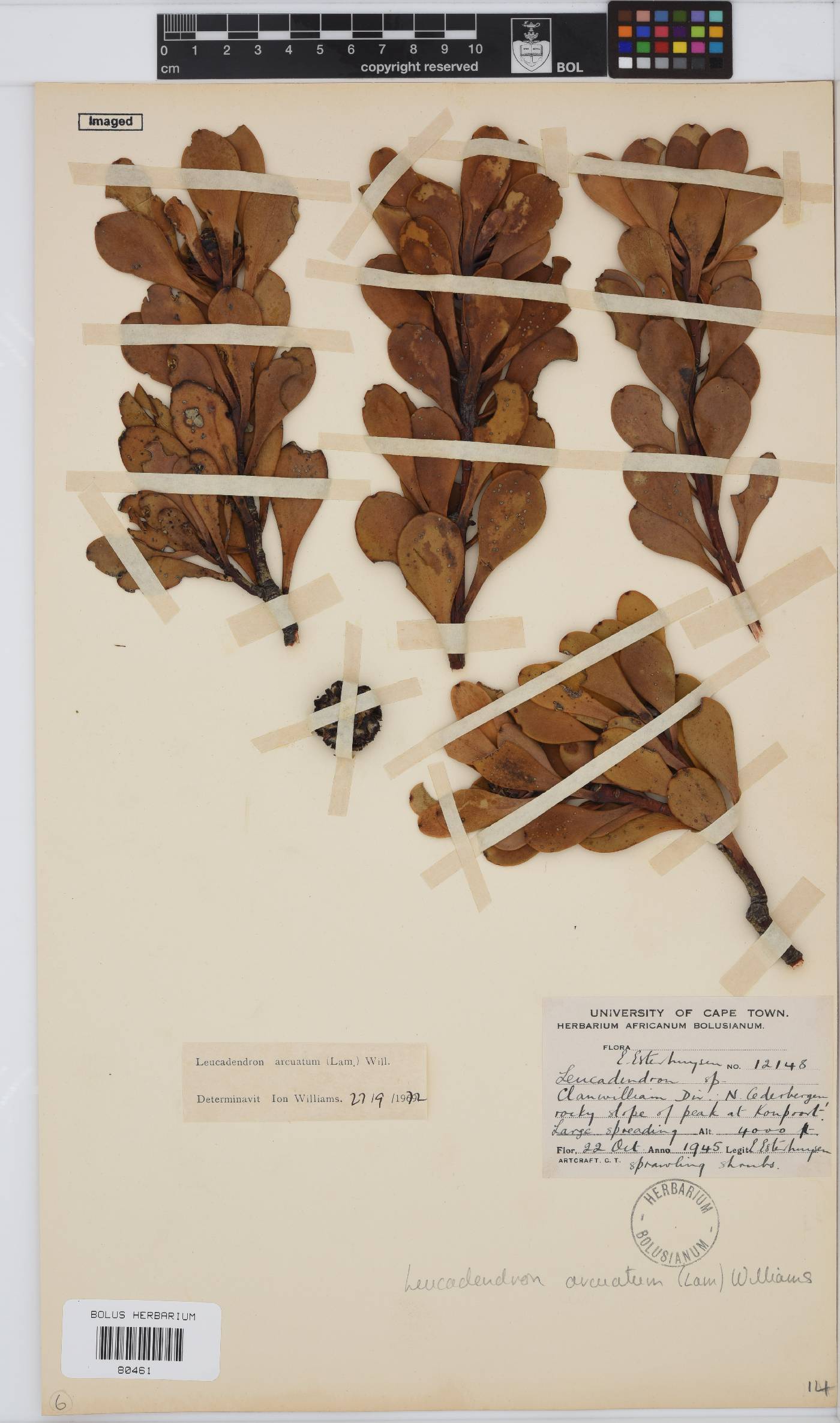 Leucadendron arcuatum image