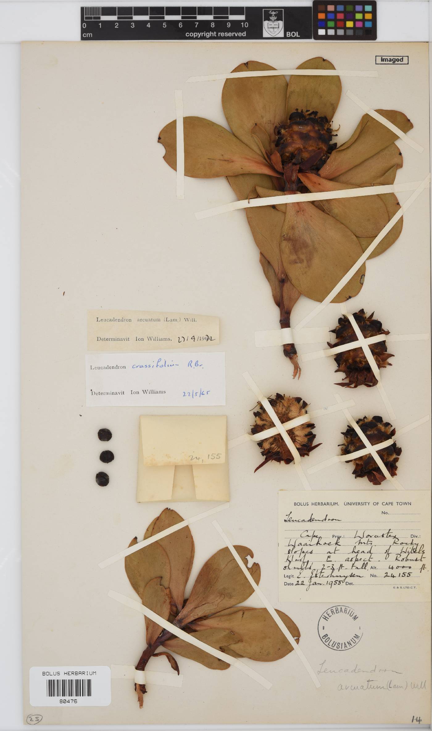 Leucadendron arcuatum image