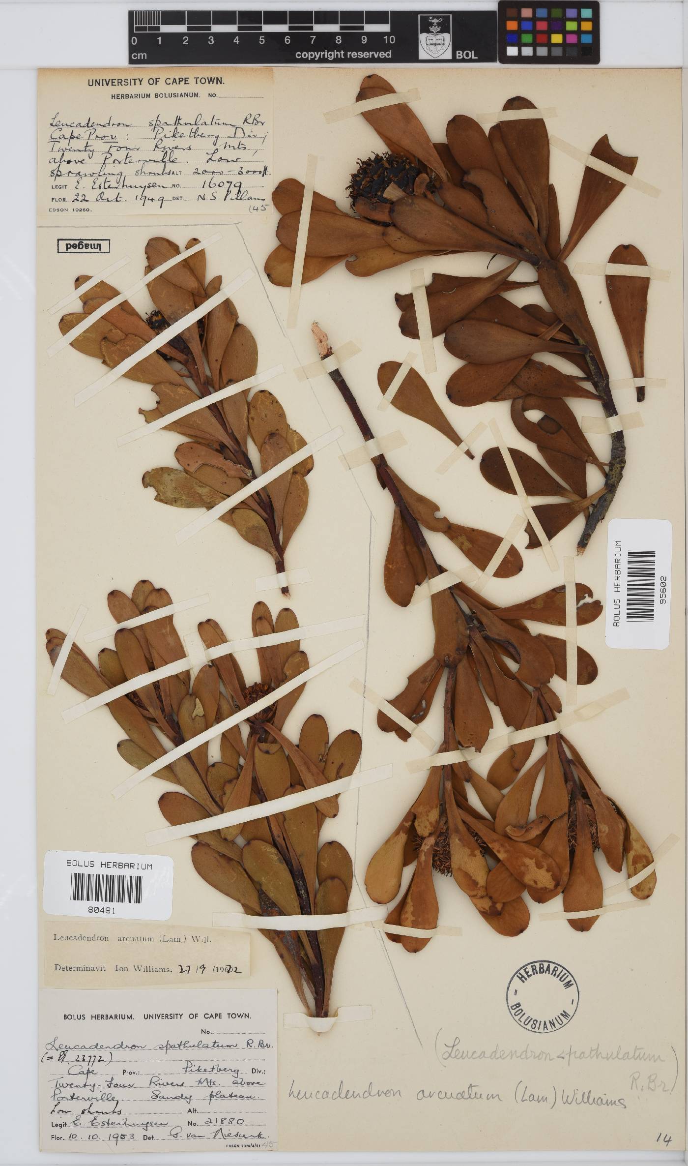 Leucadendron arcuatum image