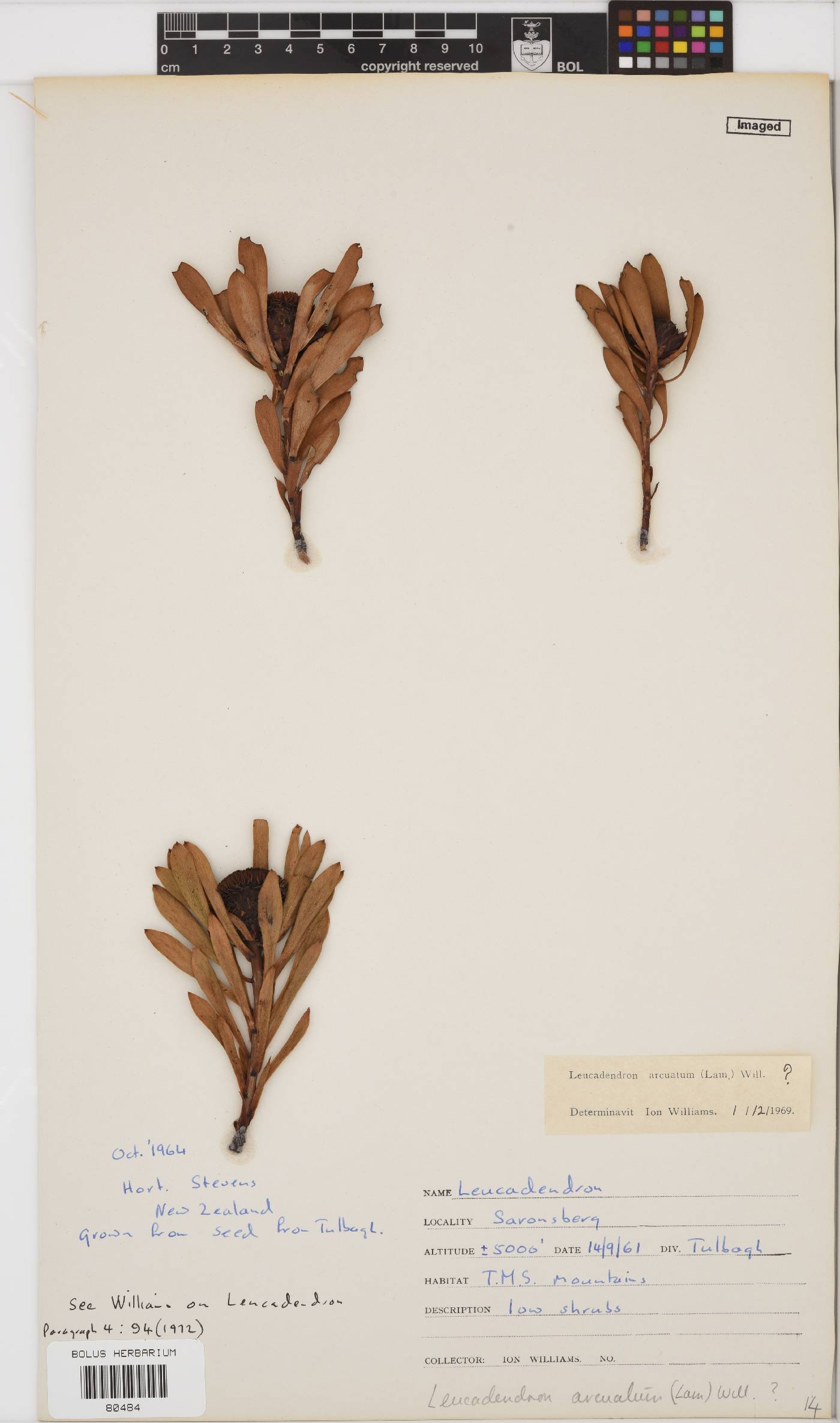 Leucadendron arcuatum image