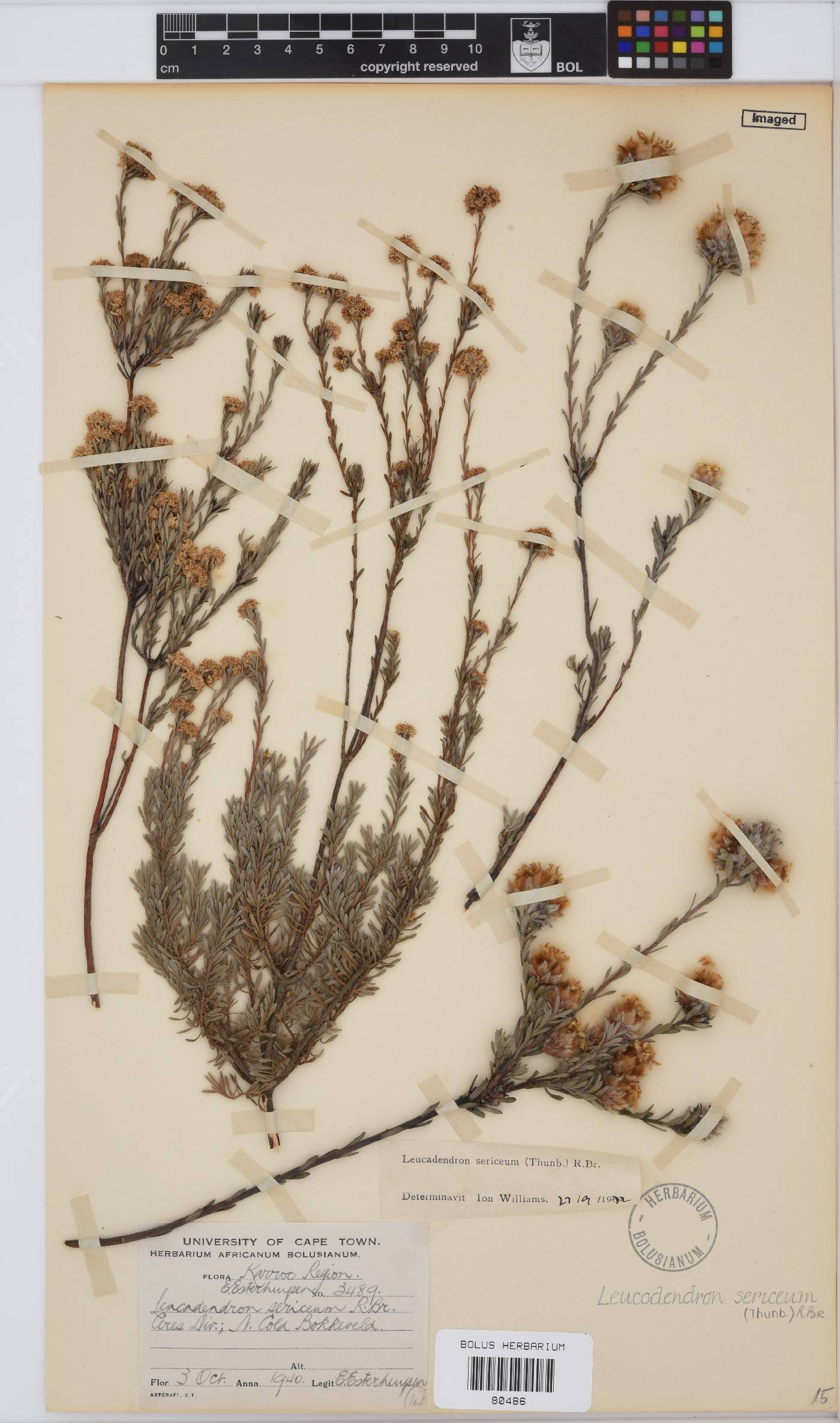 Leucadendron sericeum image
