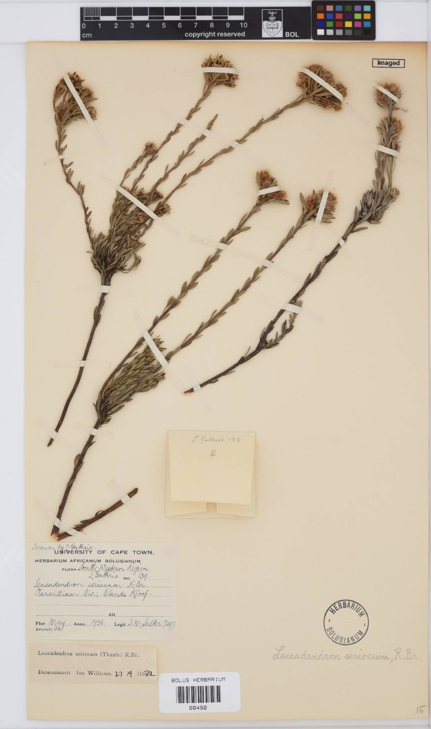 Leucadendron sericeum image