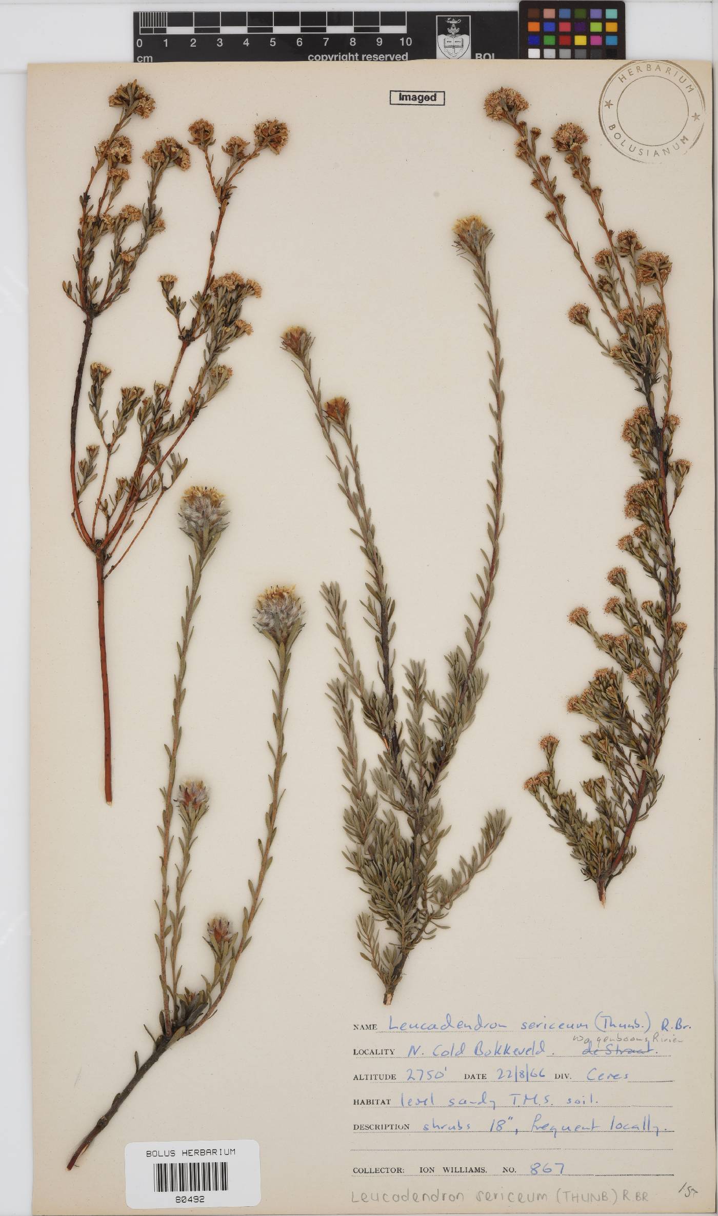 Leucadendron sericeum image