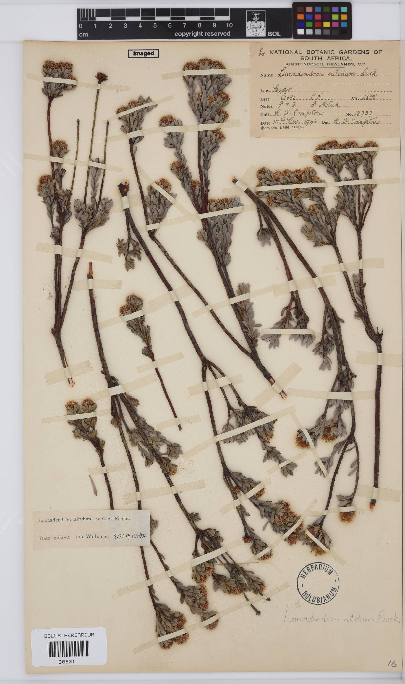 Leucadendron nitidum image