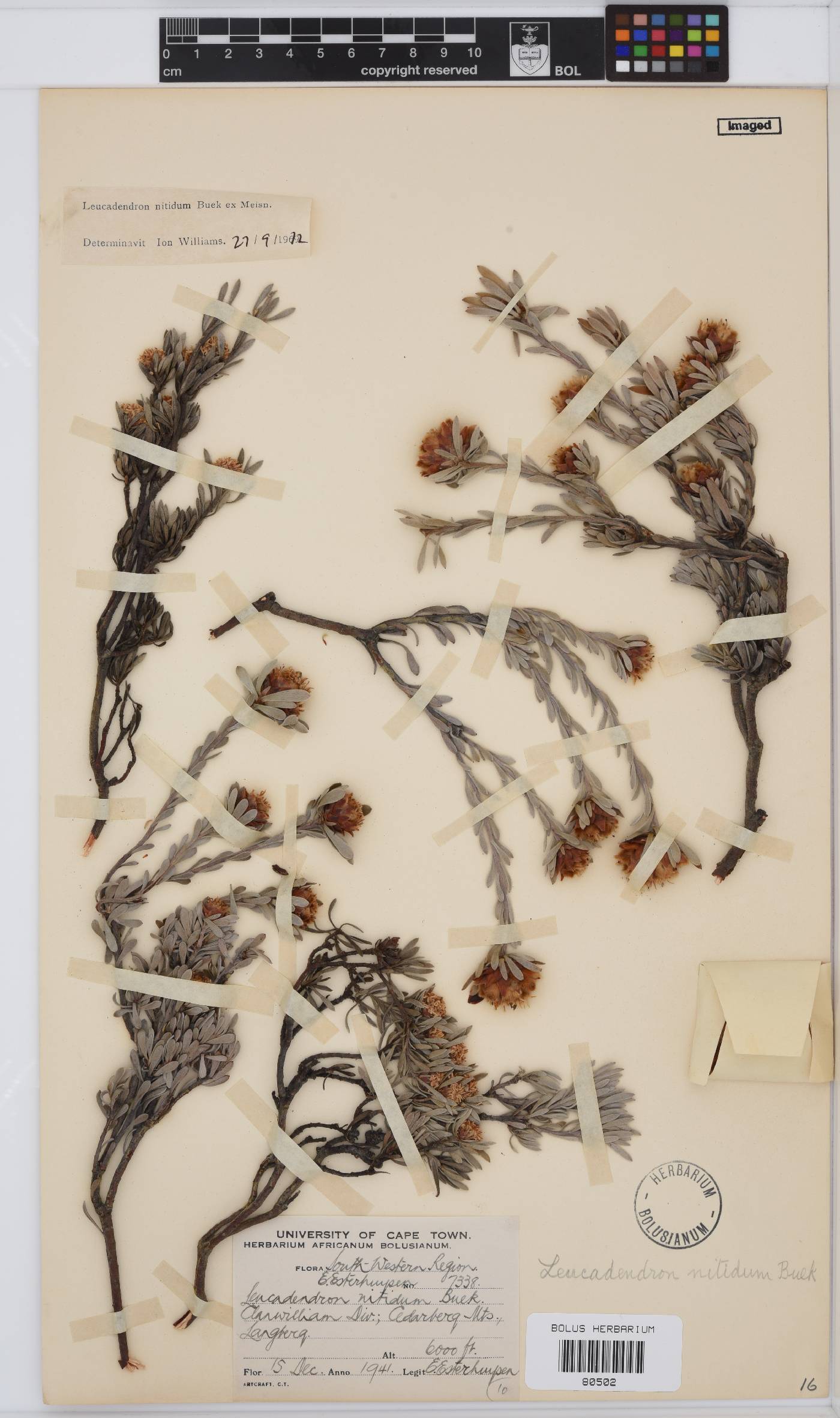 Leucadendron nitidum image