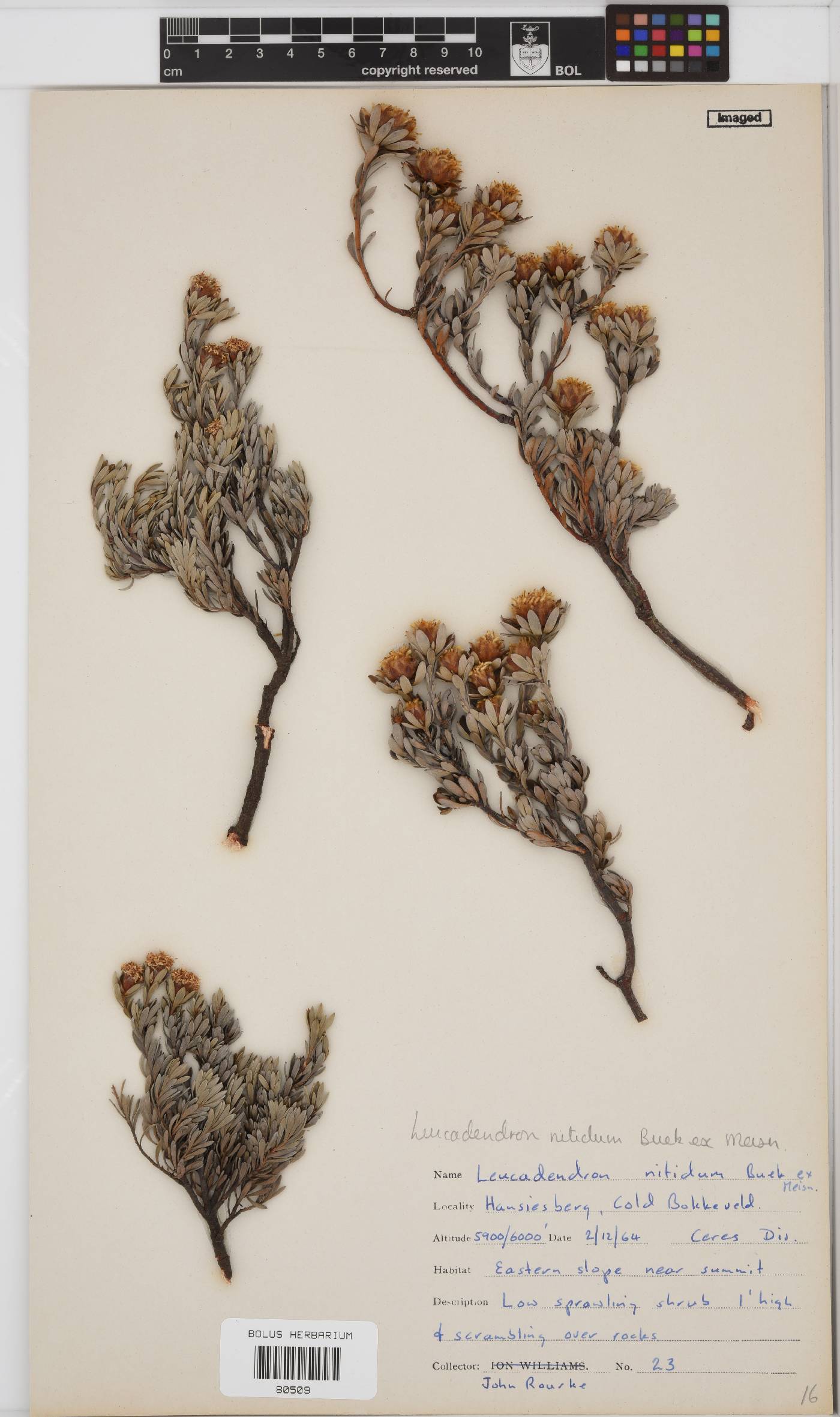 Leucadendron nitidum image