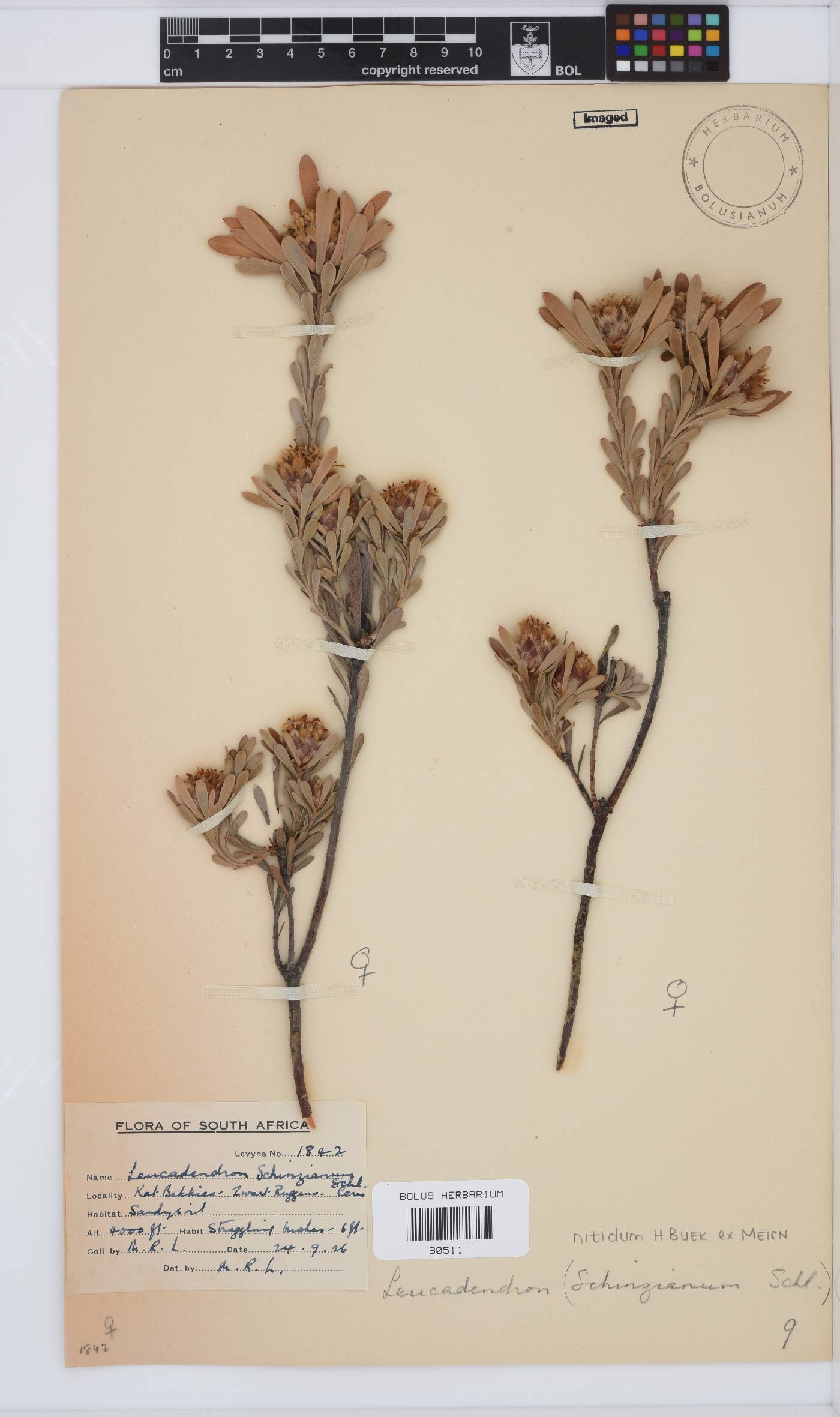 Leucadendron nitidum image