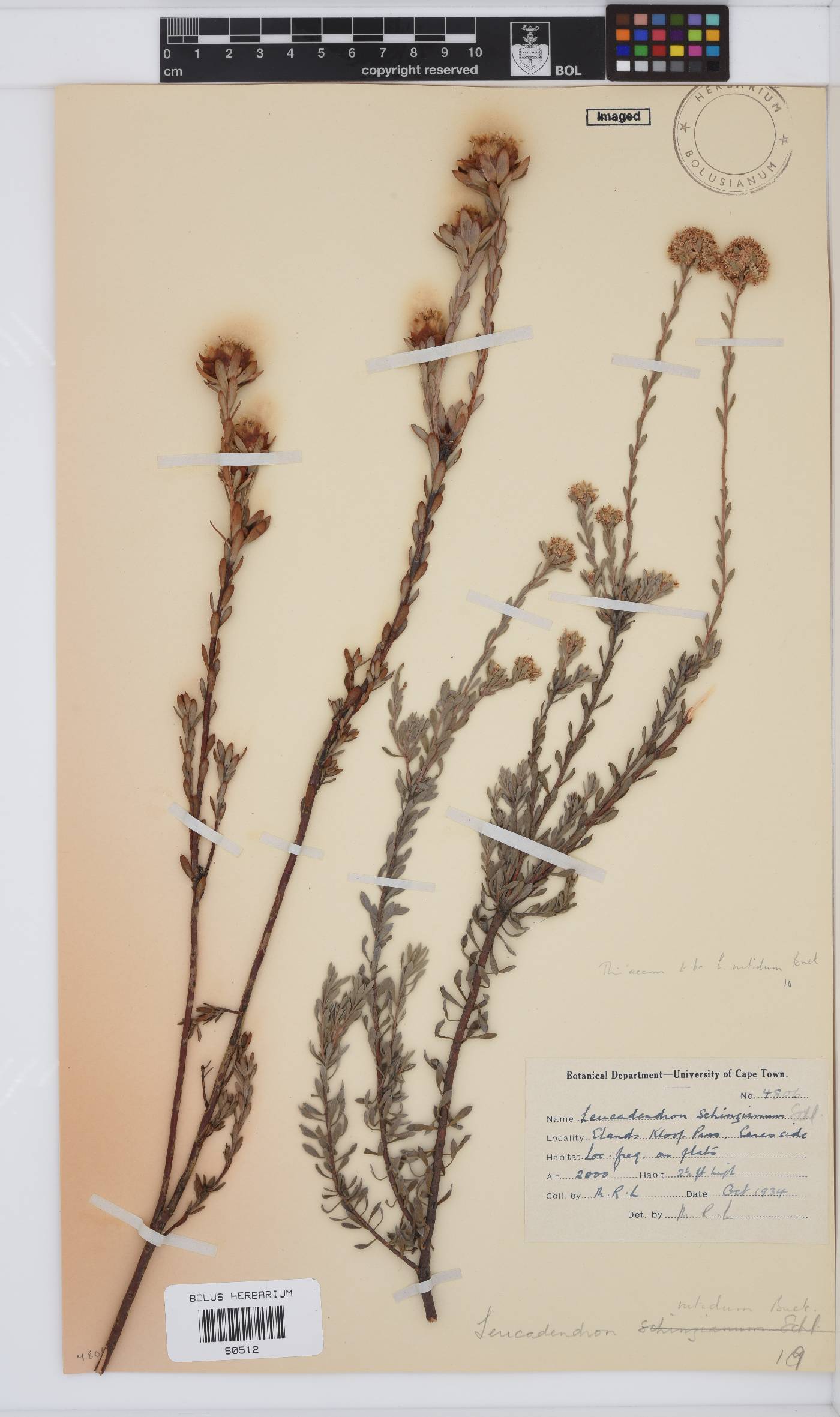 Leucadendron nitidum image