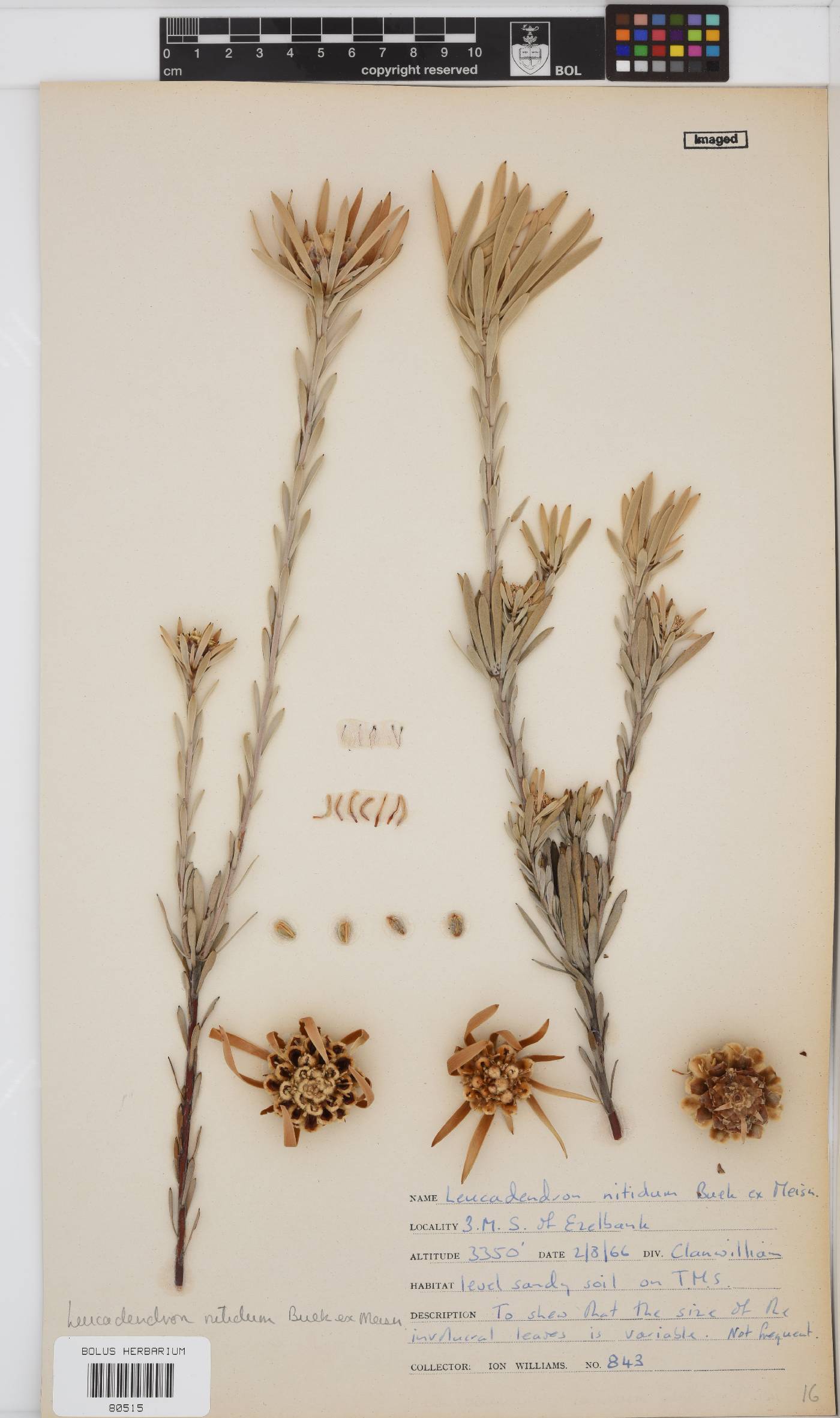 Leucadendron nitidum image