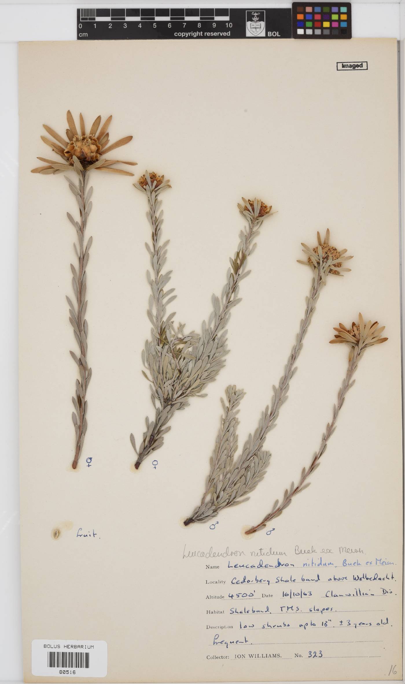 Leucadendron nitidum image