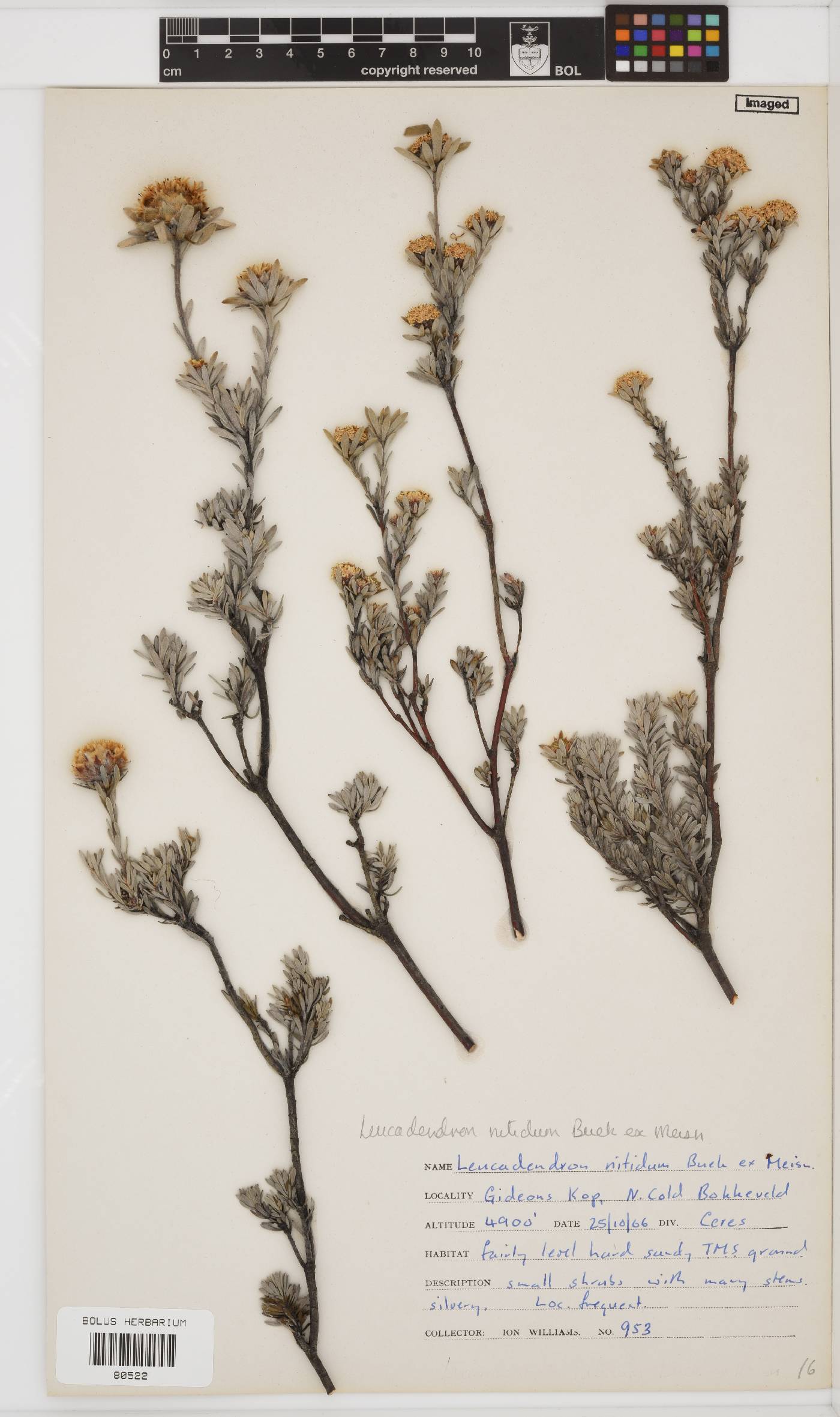 Leucadendron nitidum image