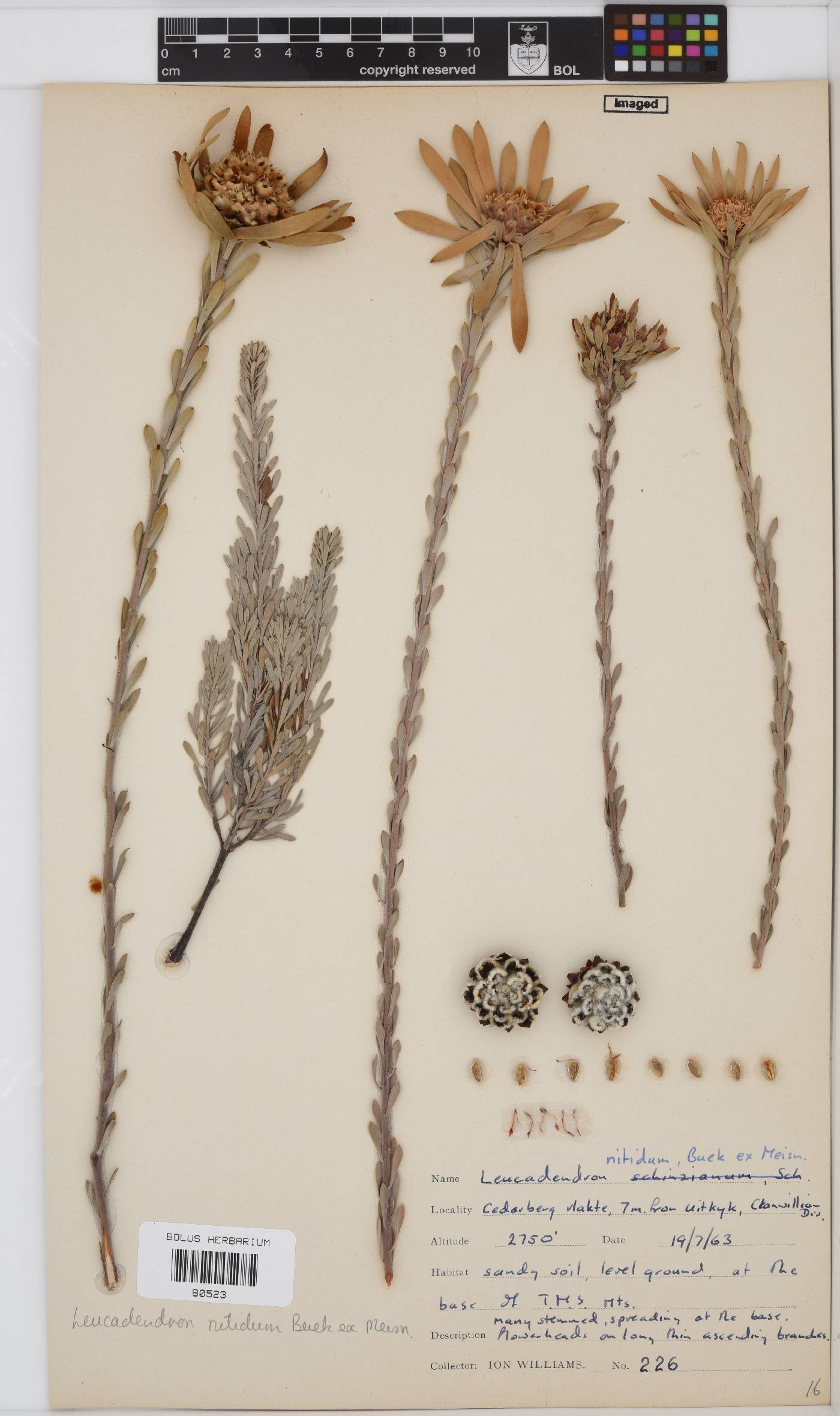 Leucadendron nitidum image