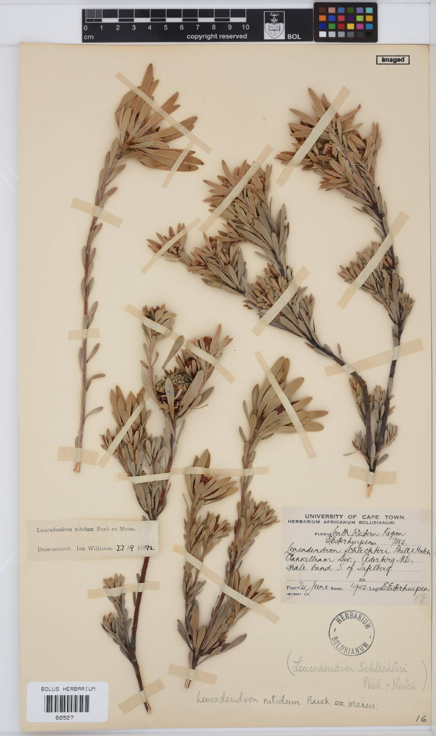 Leucadendron nitidum image