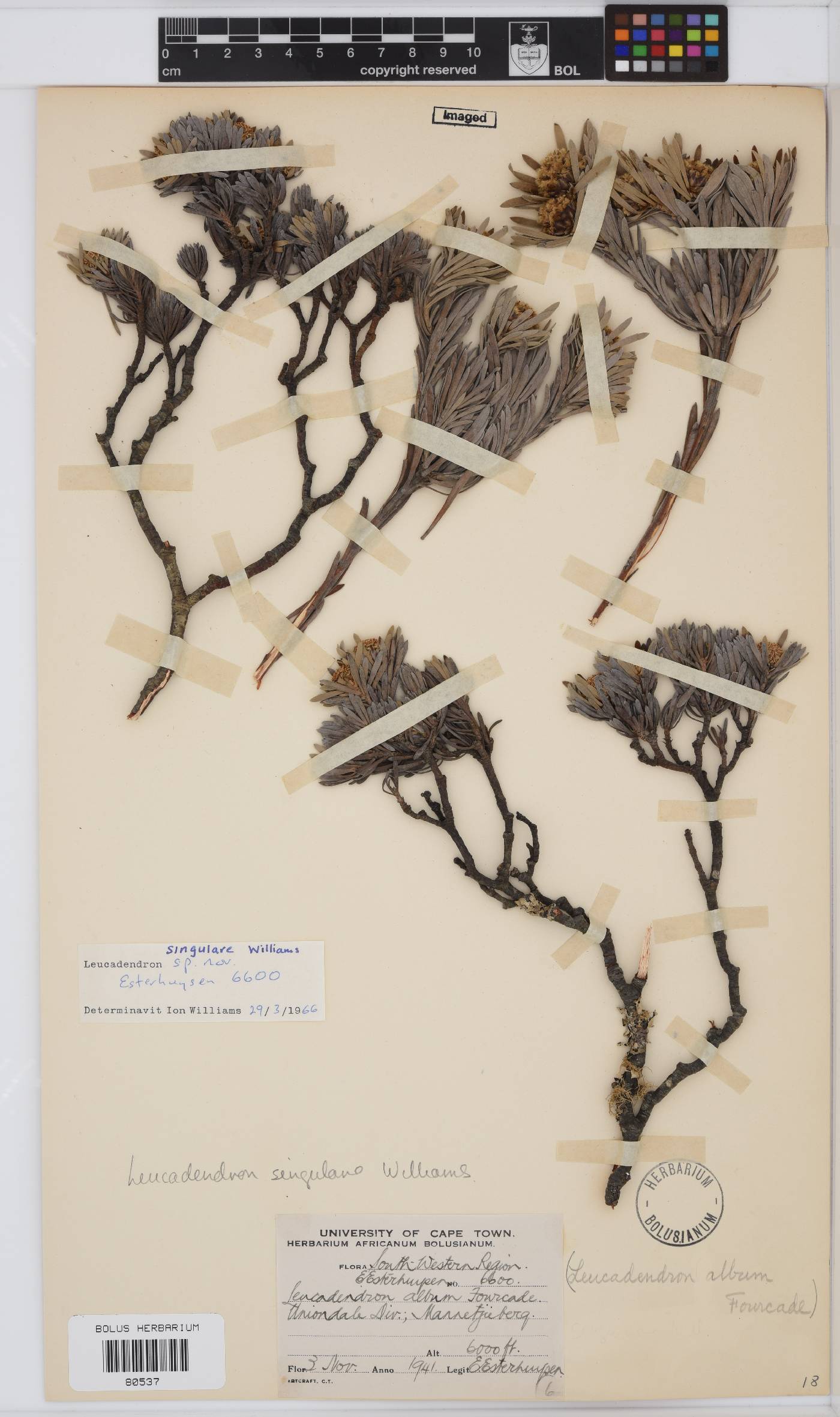 Leucadendron singulare image
