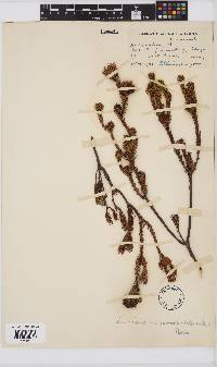 Leucadendron sorocephalodes image