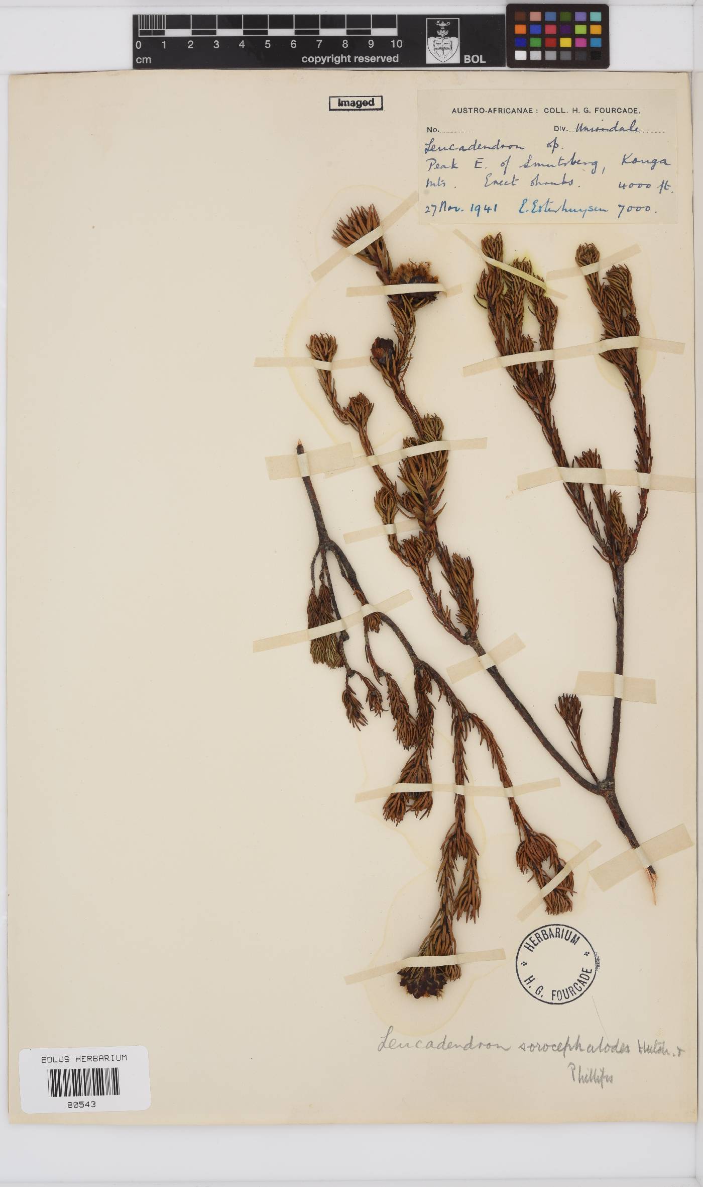 Leucadendron sorocephalodes image