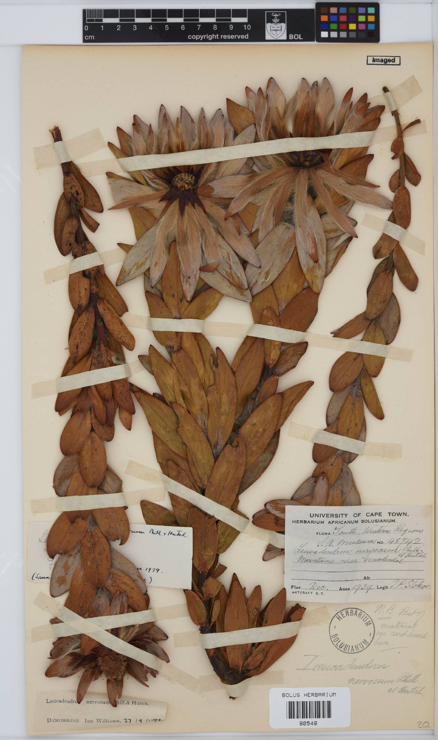 Leucadendron nervosum image