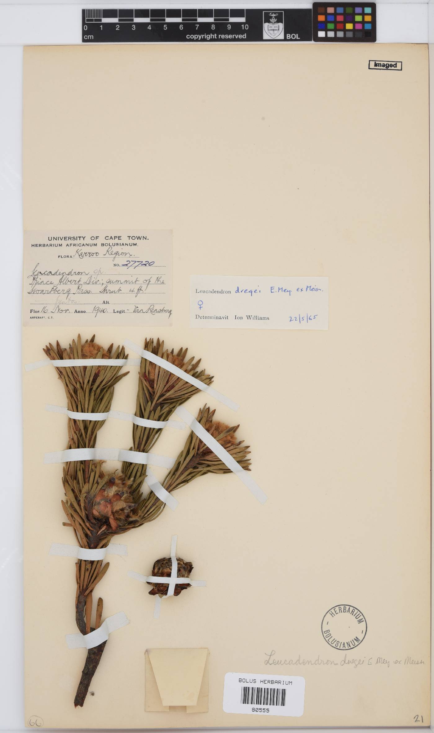 Leucadendron dregei image