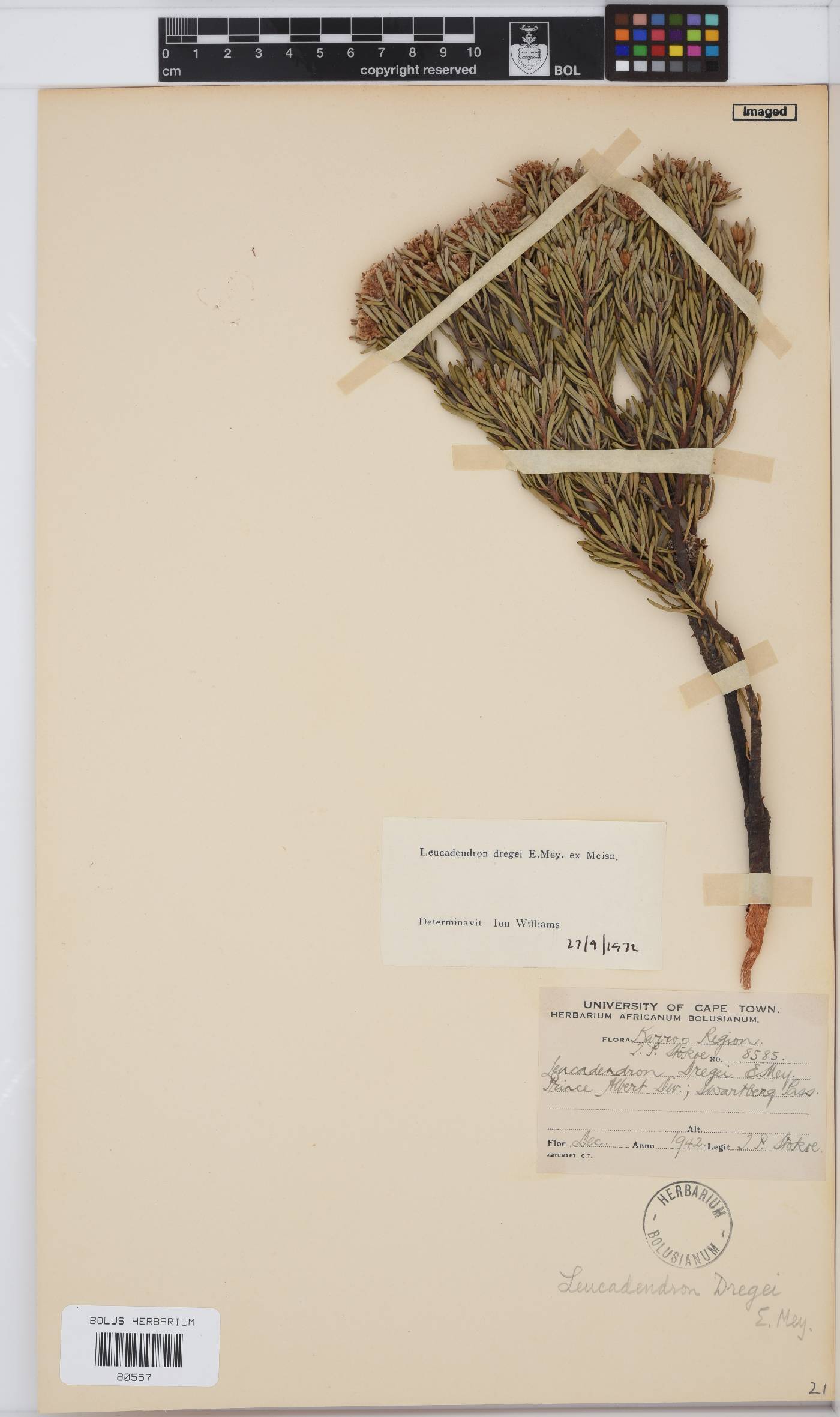 Leucadendron dregei image