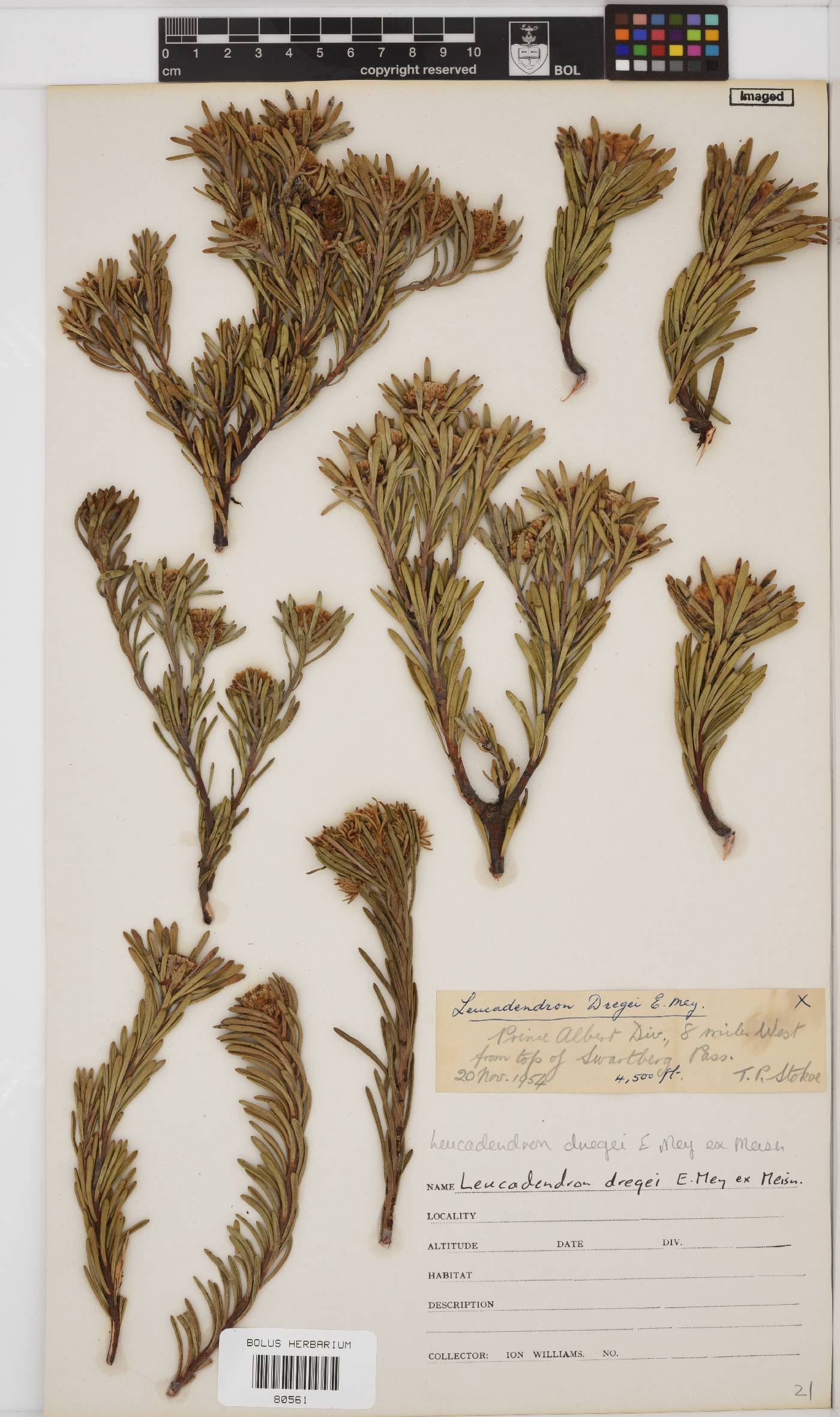 Leucadendron dregei image