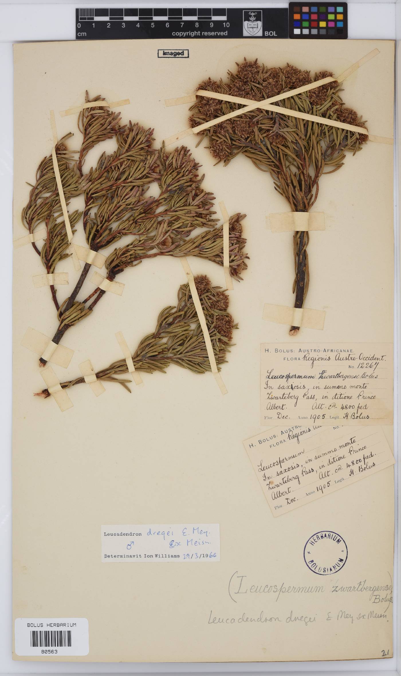 Leucadendron dregei image