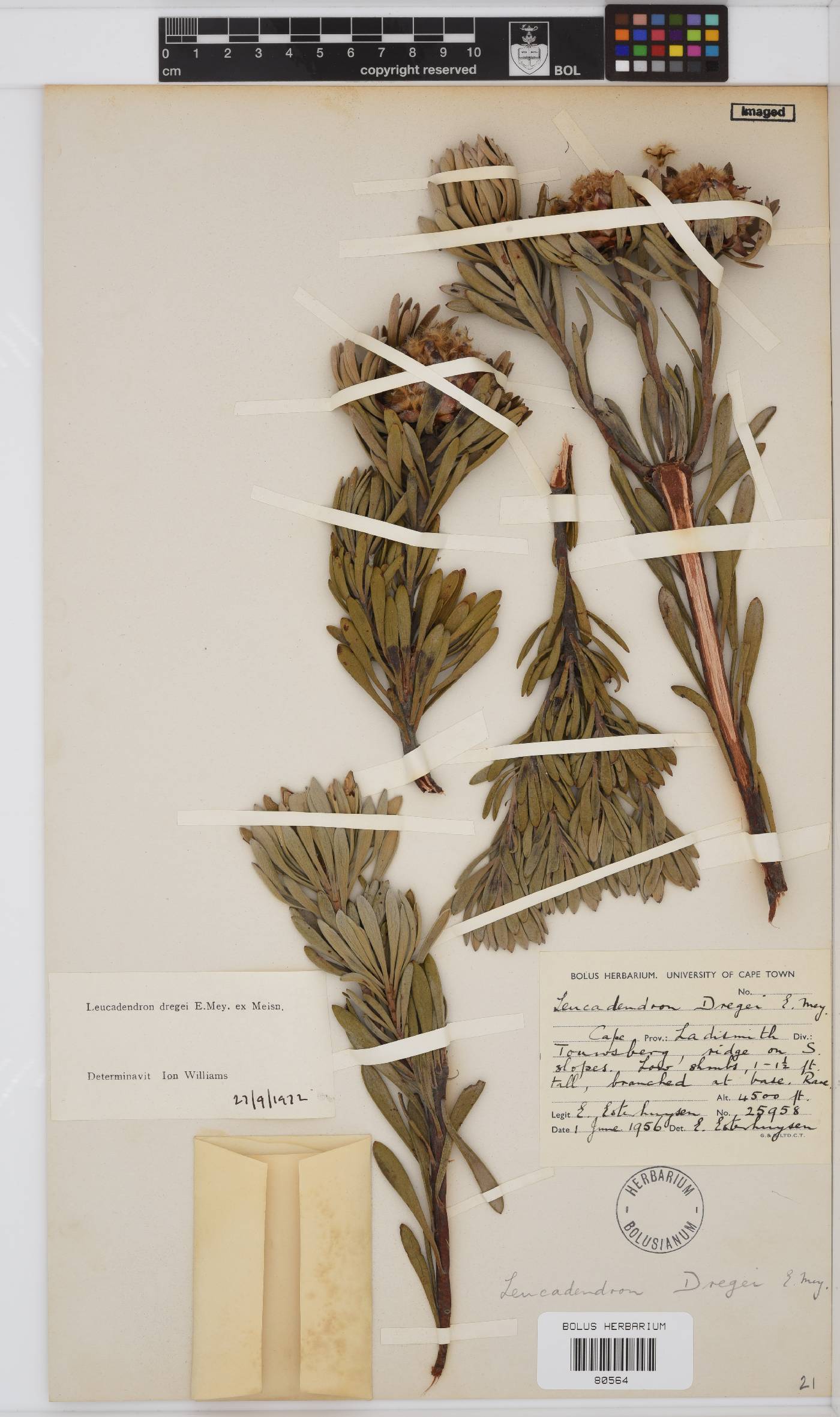 Leucadendron dregei image