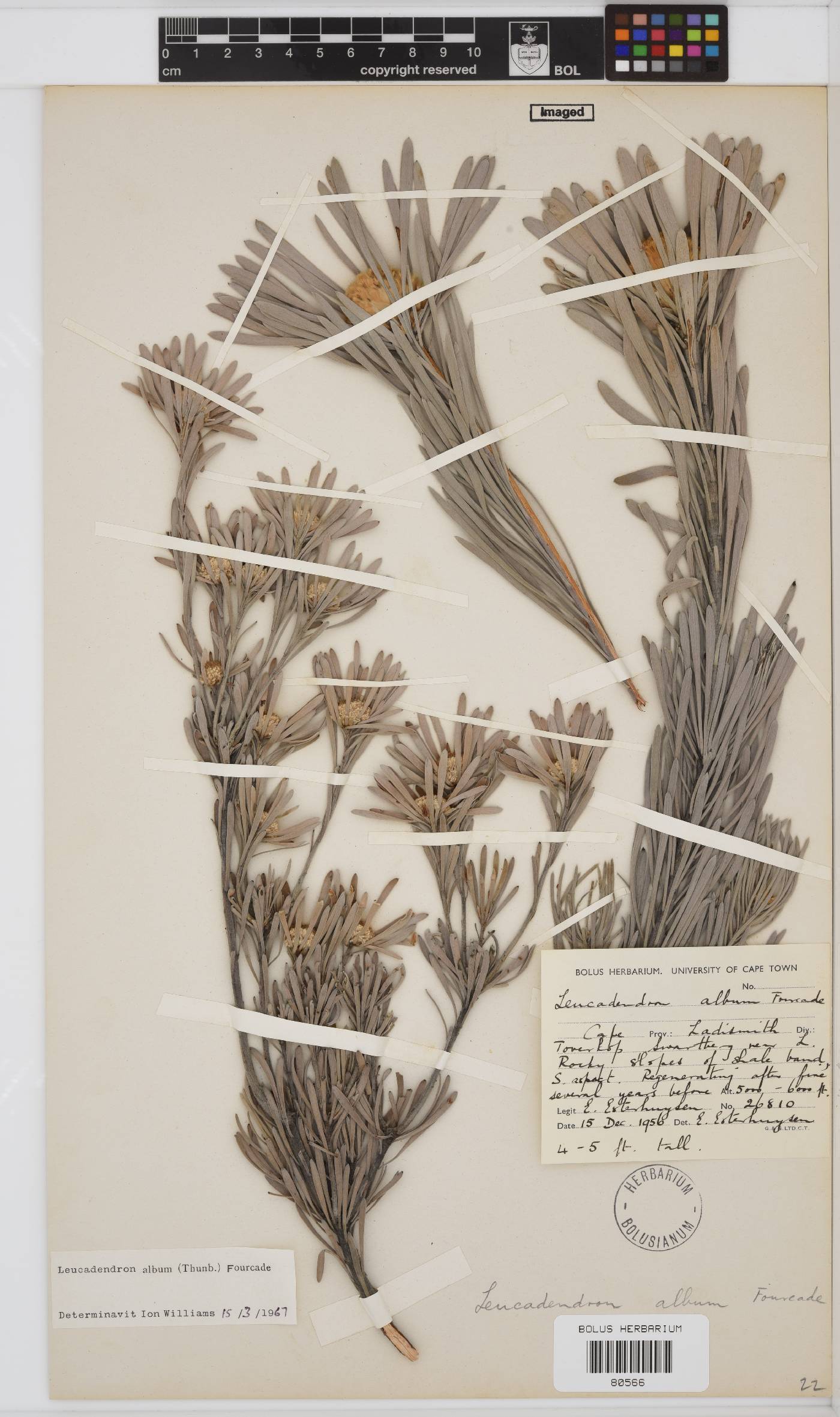 Leucadendron album image