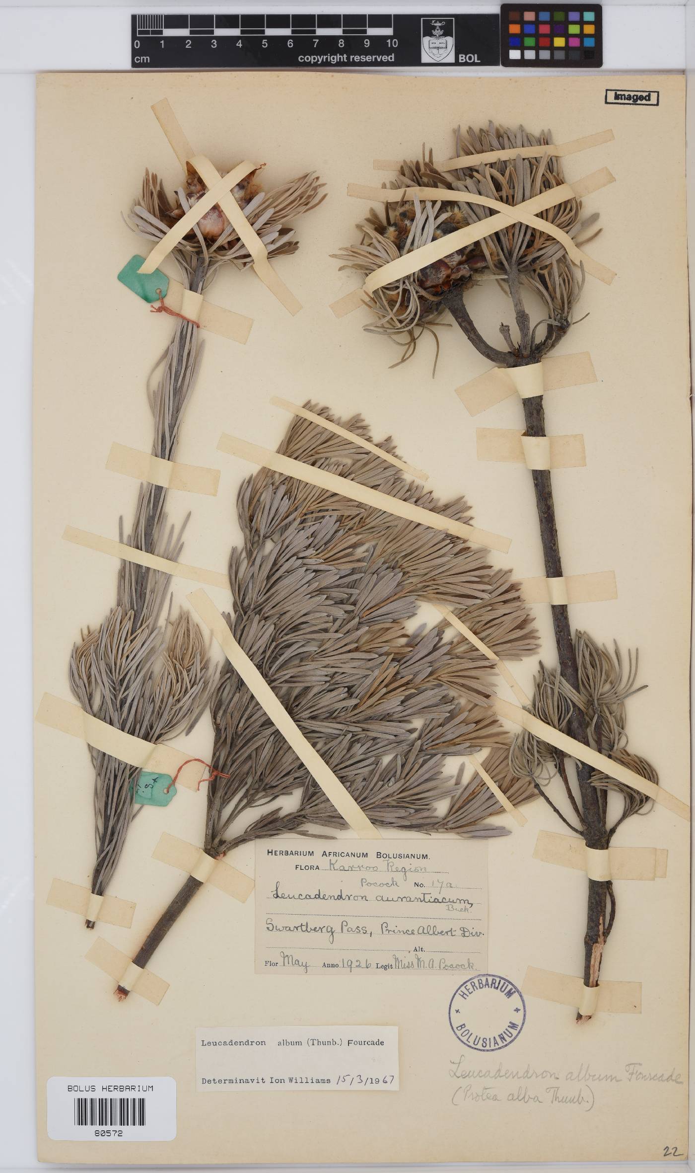 Leucadendron album image